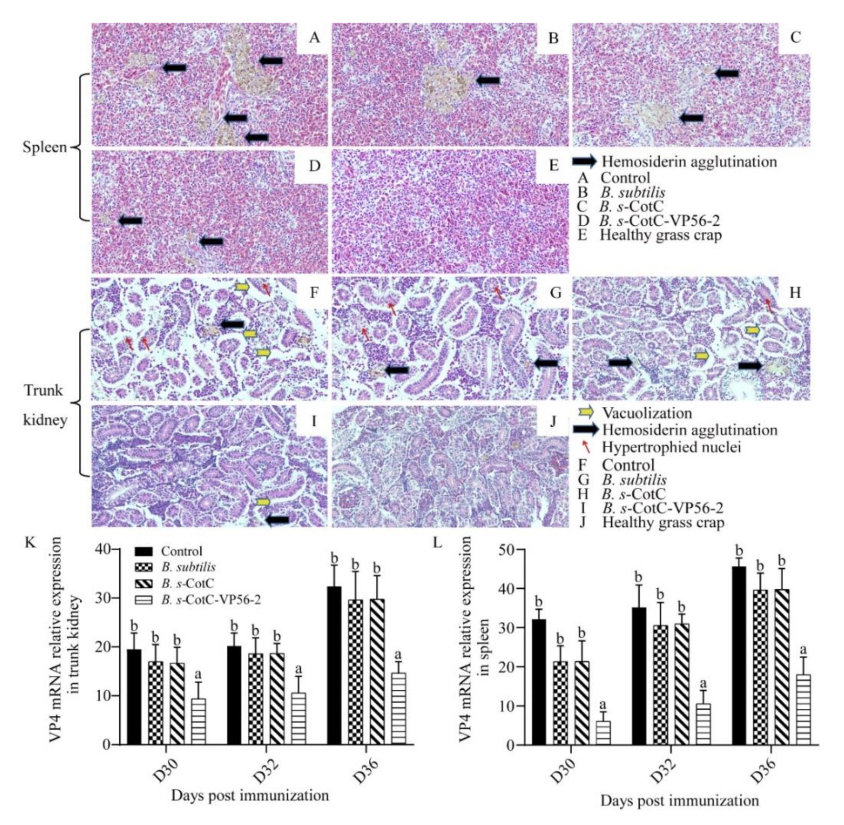 Viruses 14 00030 g007