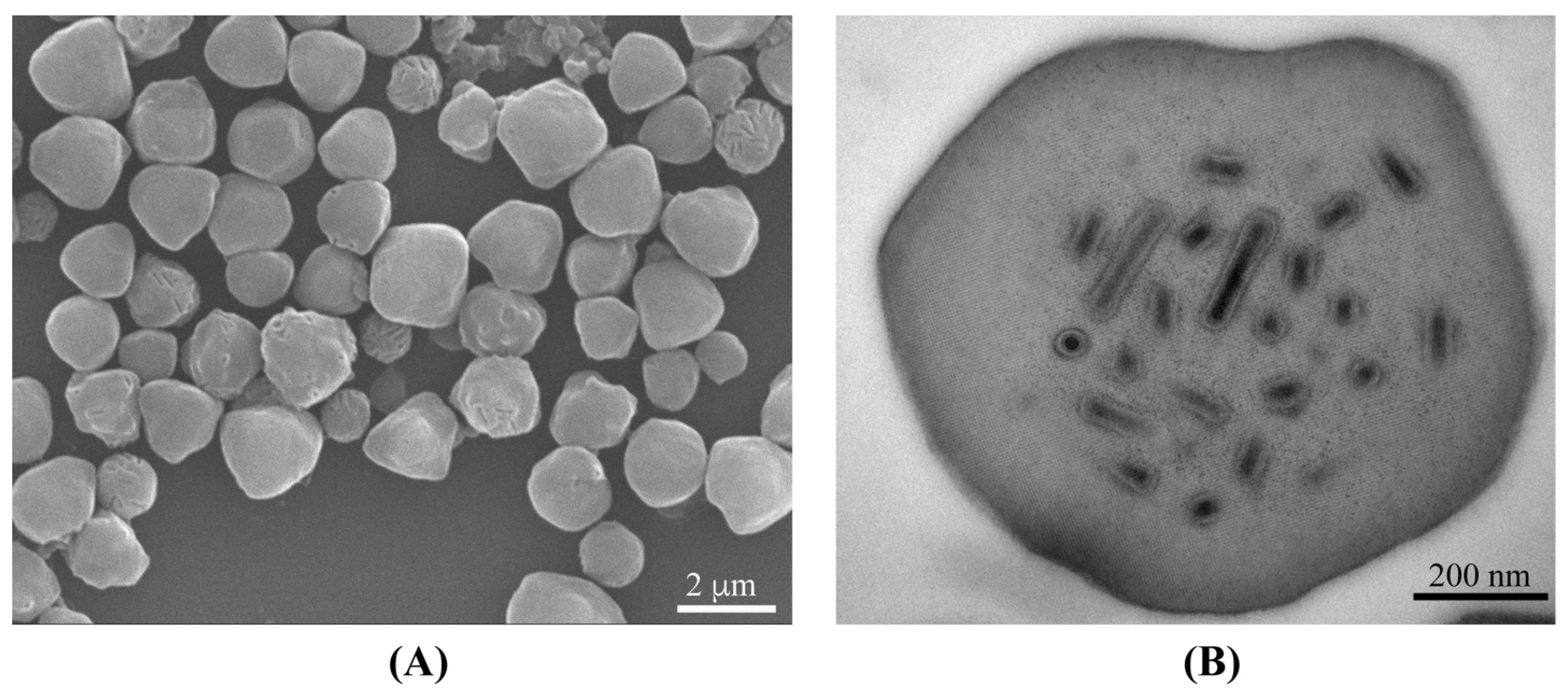 Viruses 14 00034 g001 Viruses 14 00034 g001