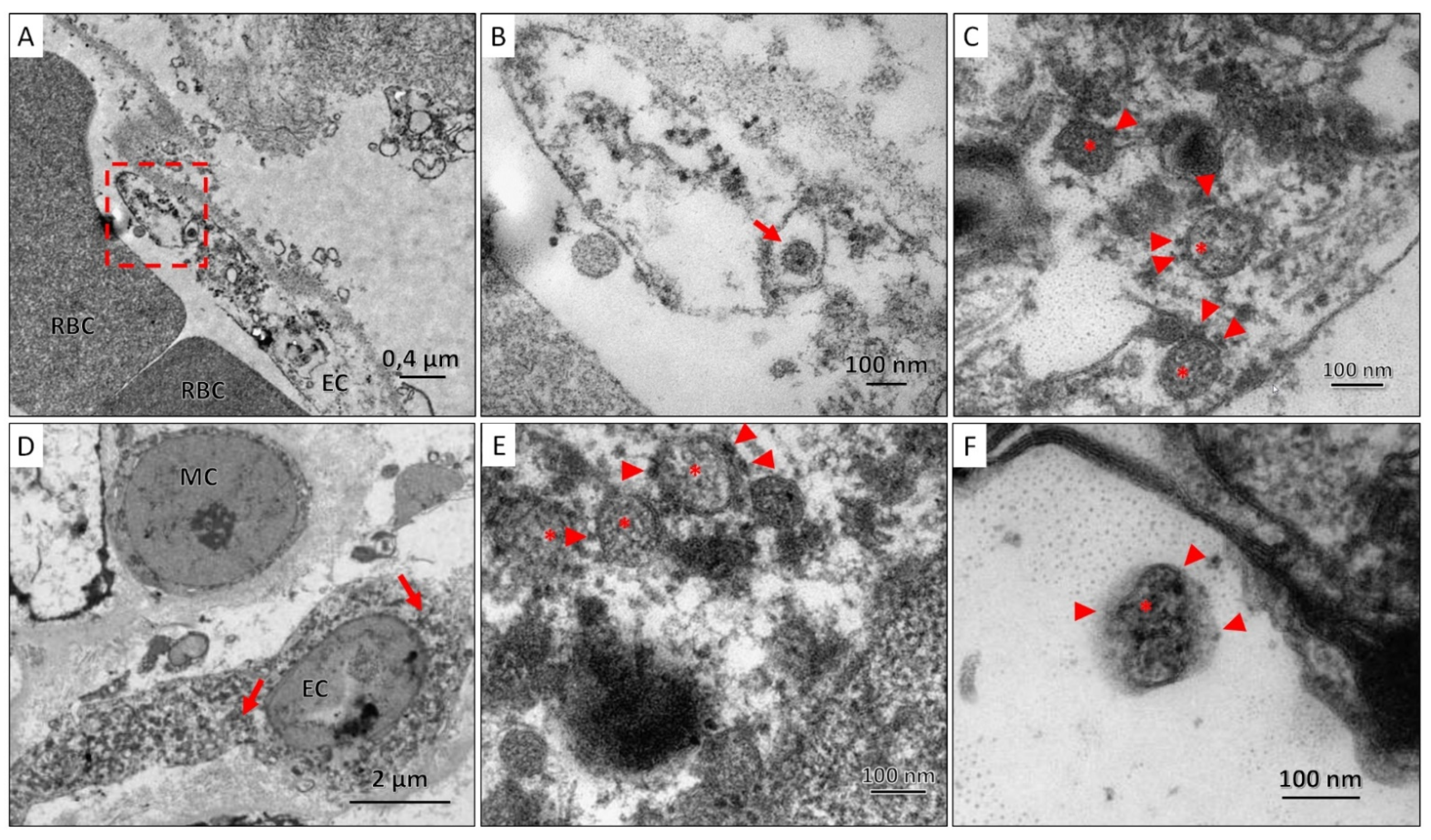 Viruses 14 00039 g006