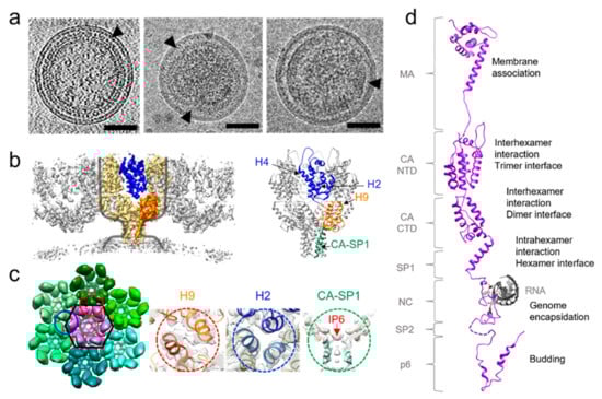 Viruses 14 00054 g001