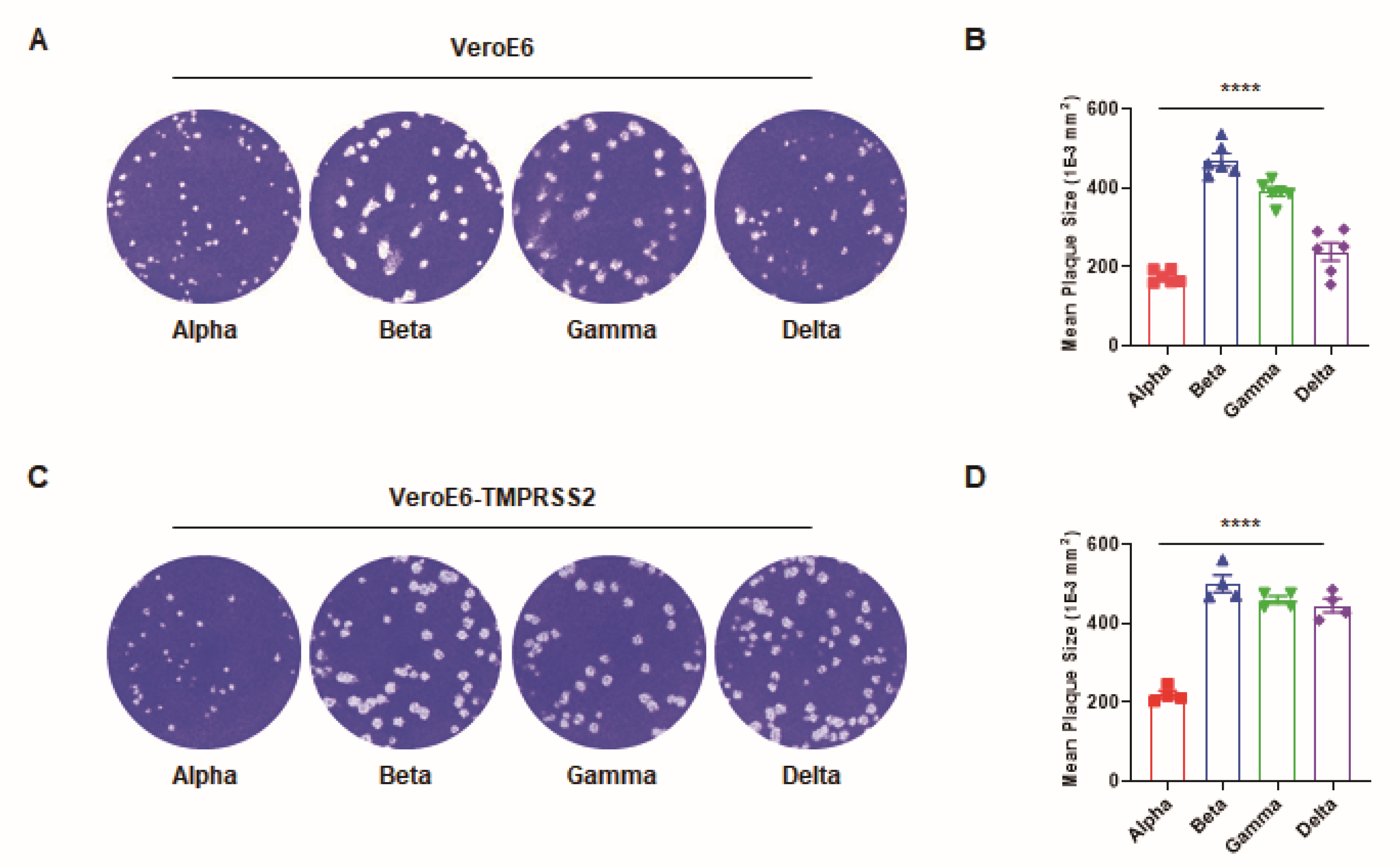 Viruses 14 00055 g001