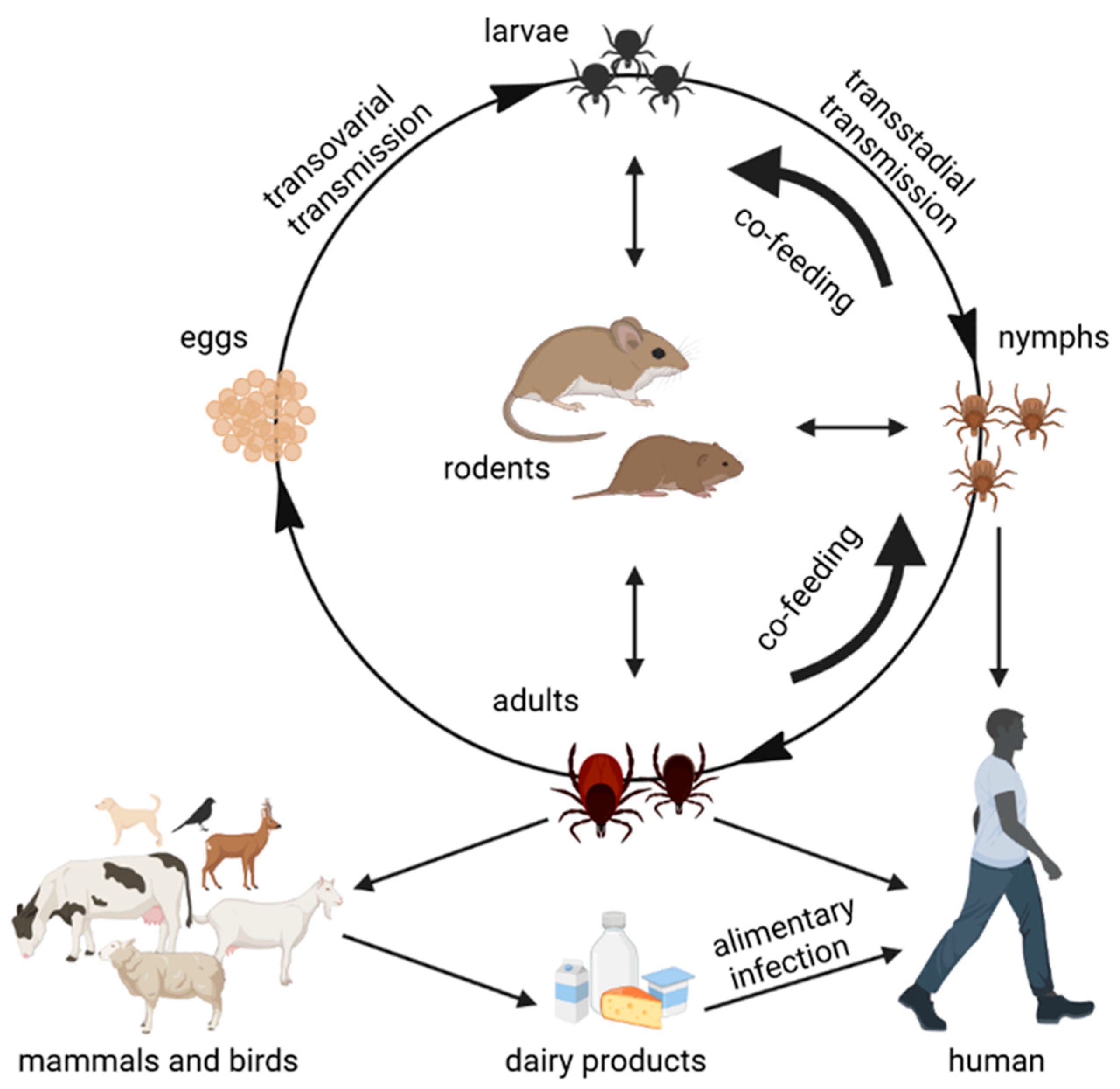 Viruses 14 00056 g001