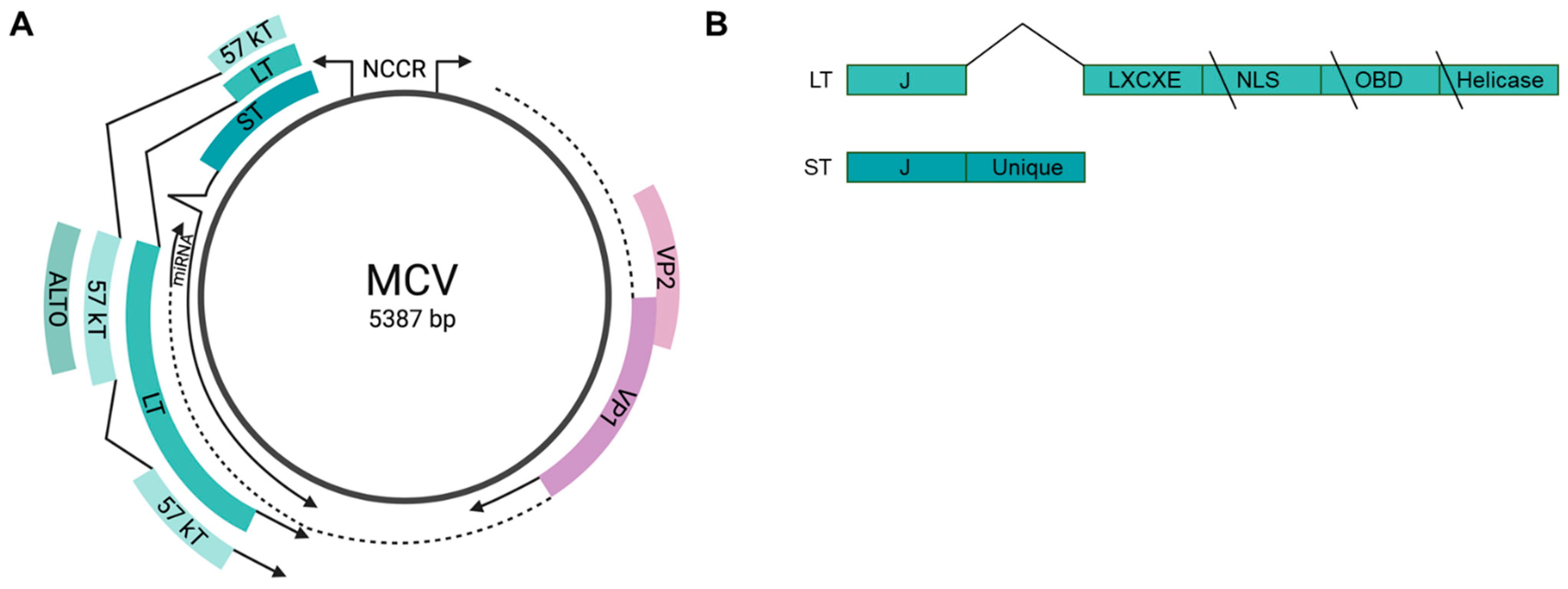 Viruses 14 00058 g001