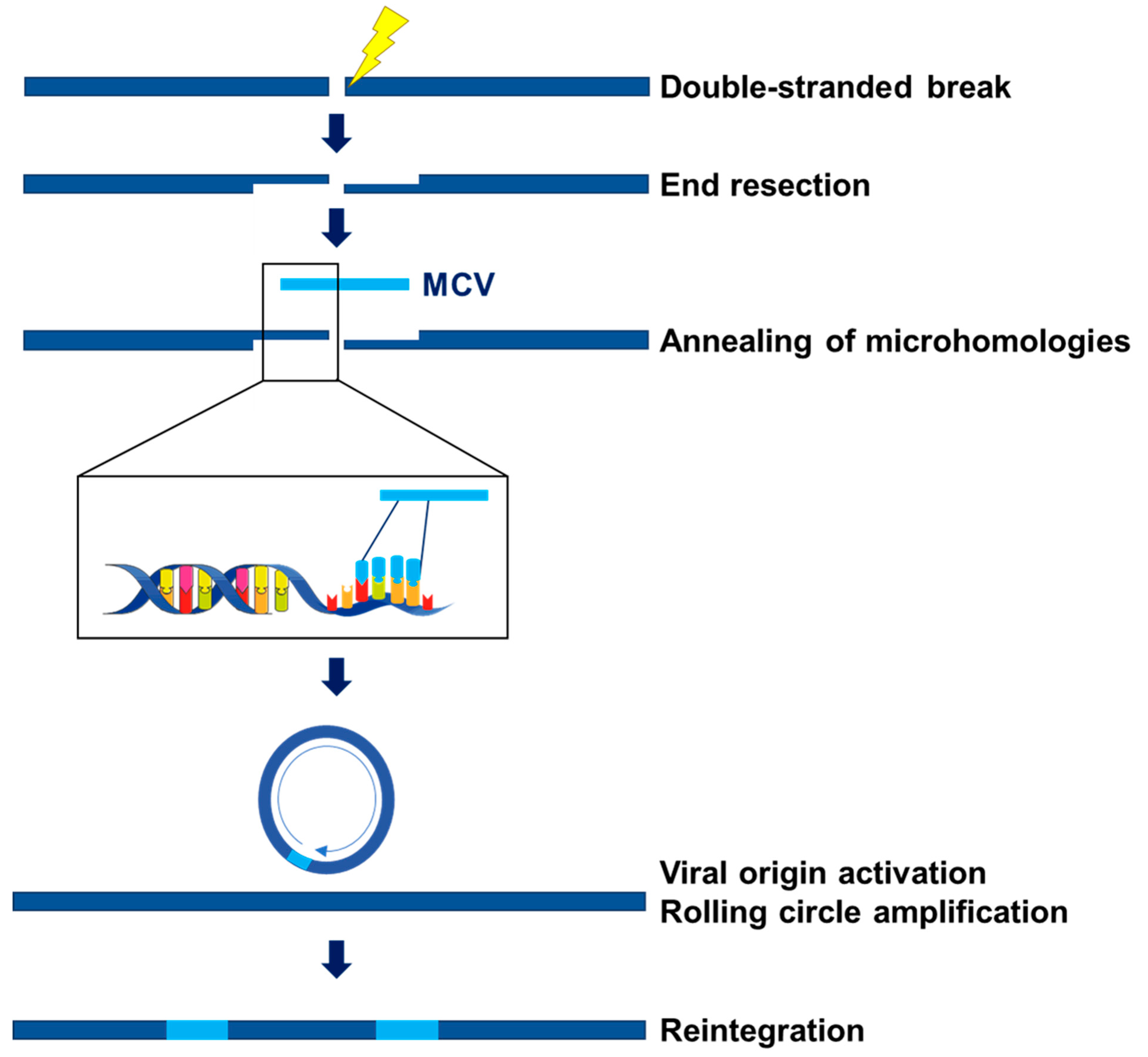 Viruses 14 00058 g002