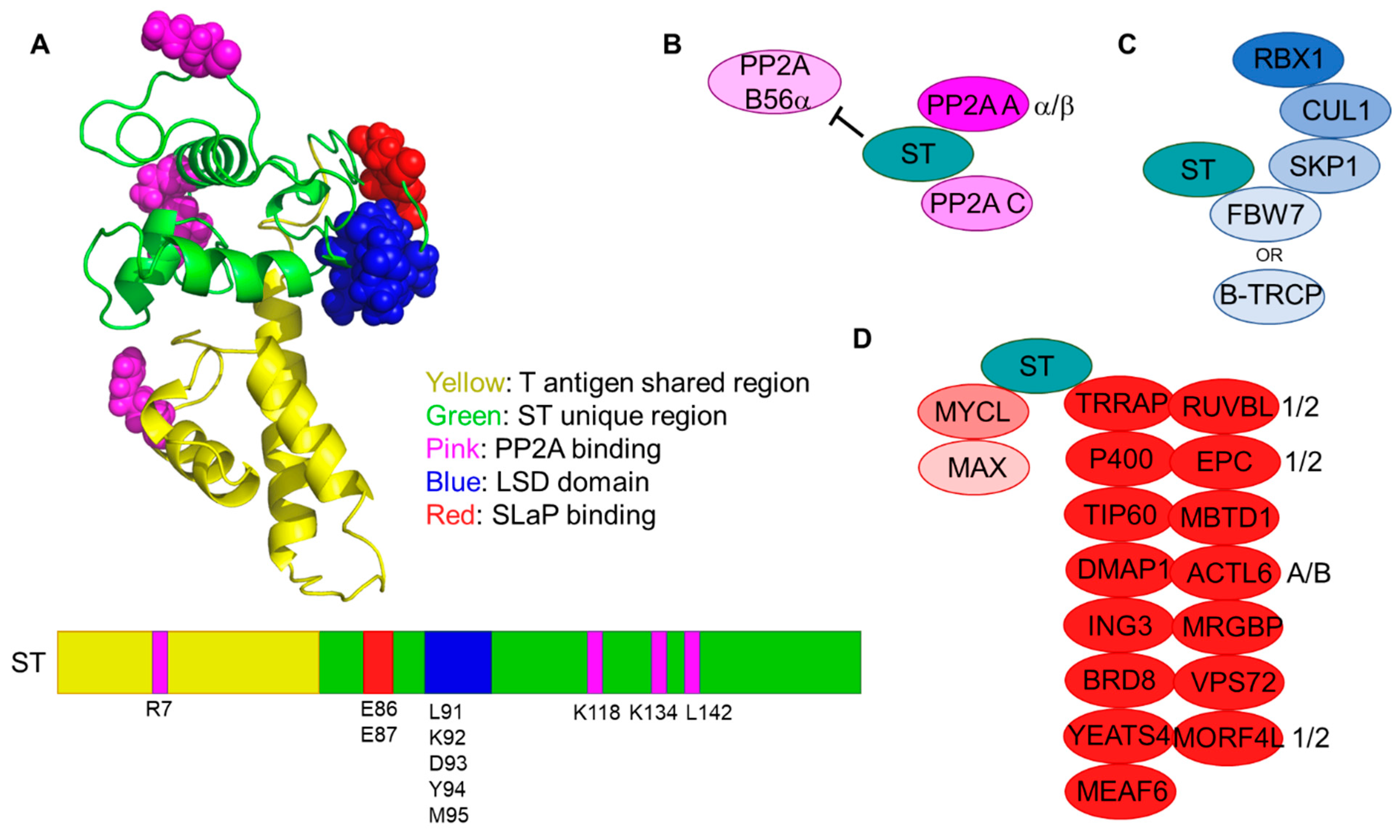 Viruses 14 00058 g003