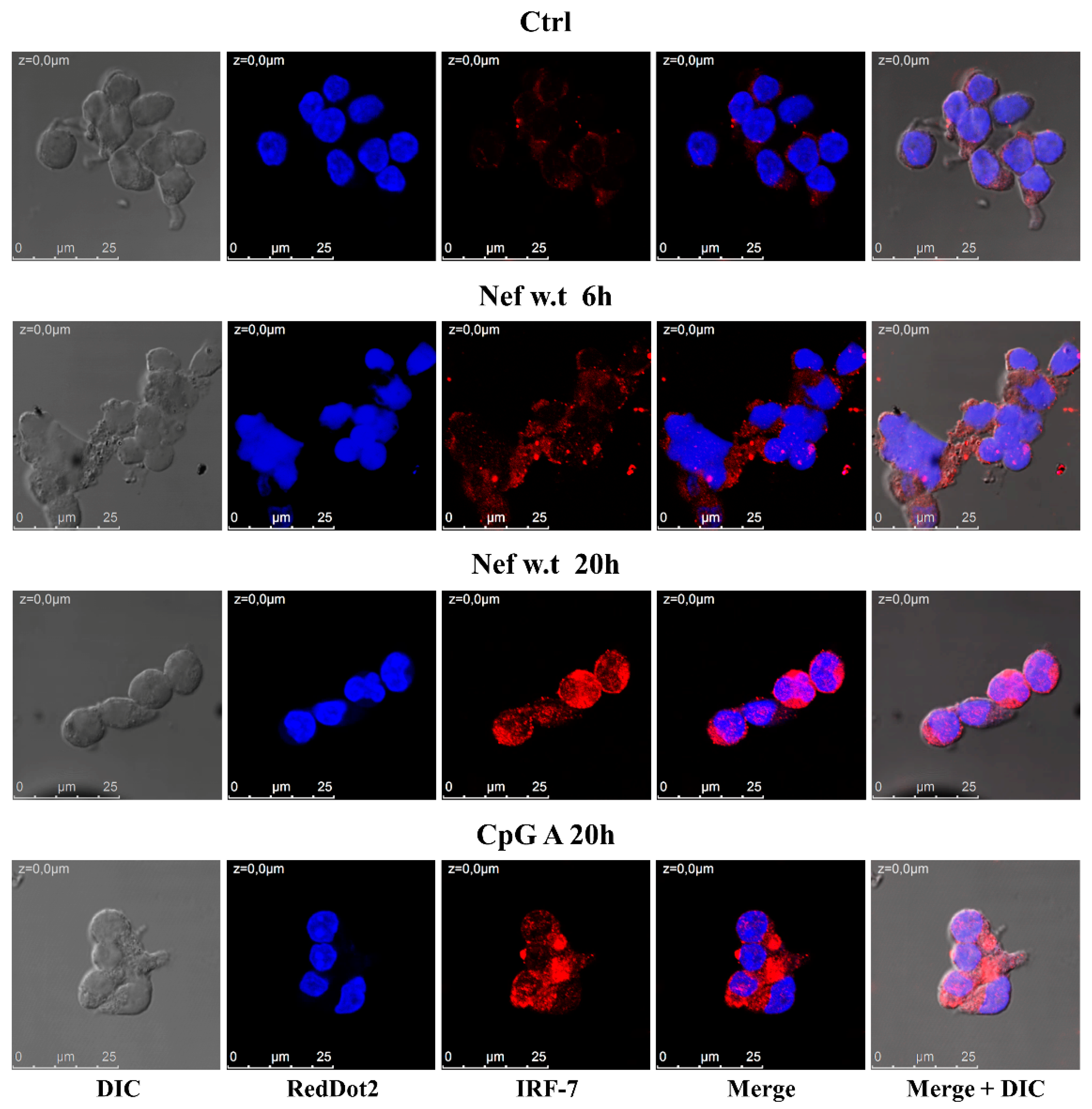 Viruses 14 00074 g003 Viruses 14 00074 g003