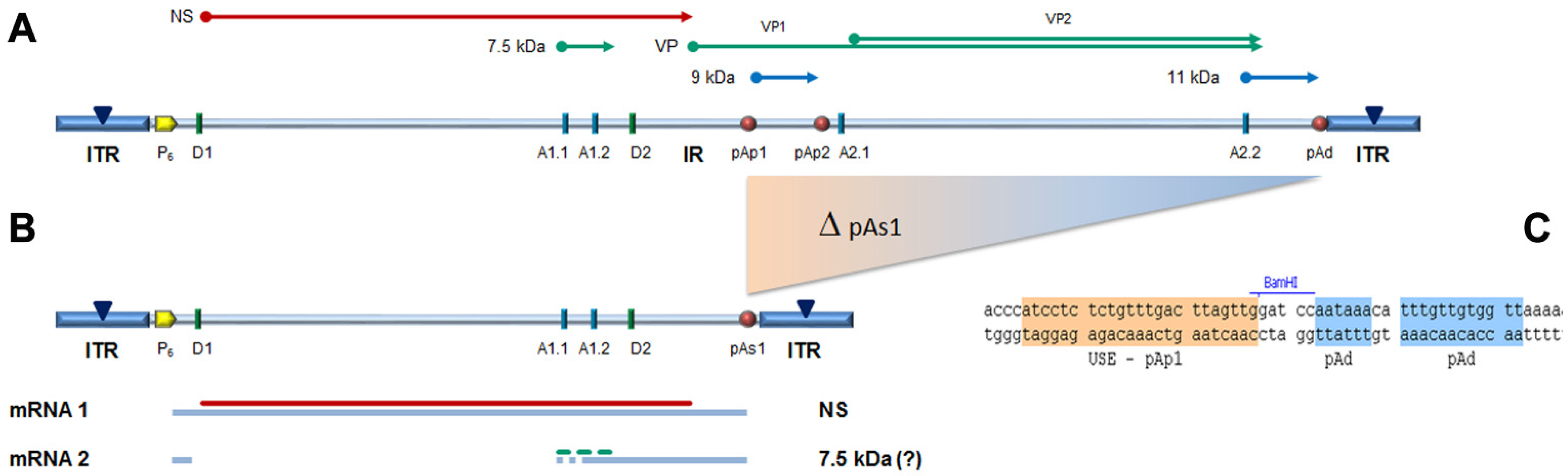 Viruses 14 00084 g001