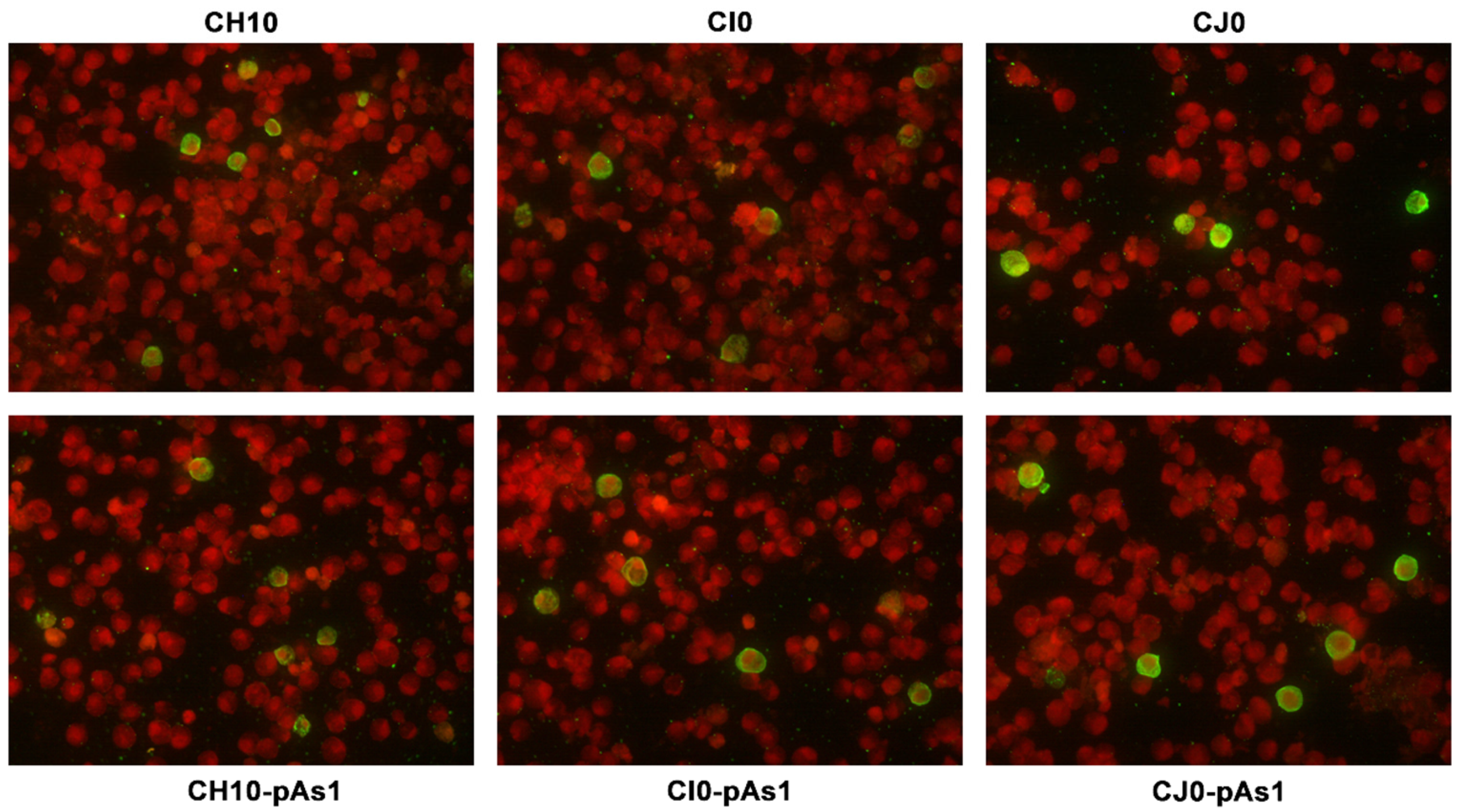Viruses 14 00084 g004
