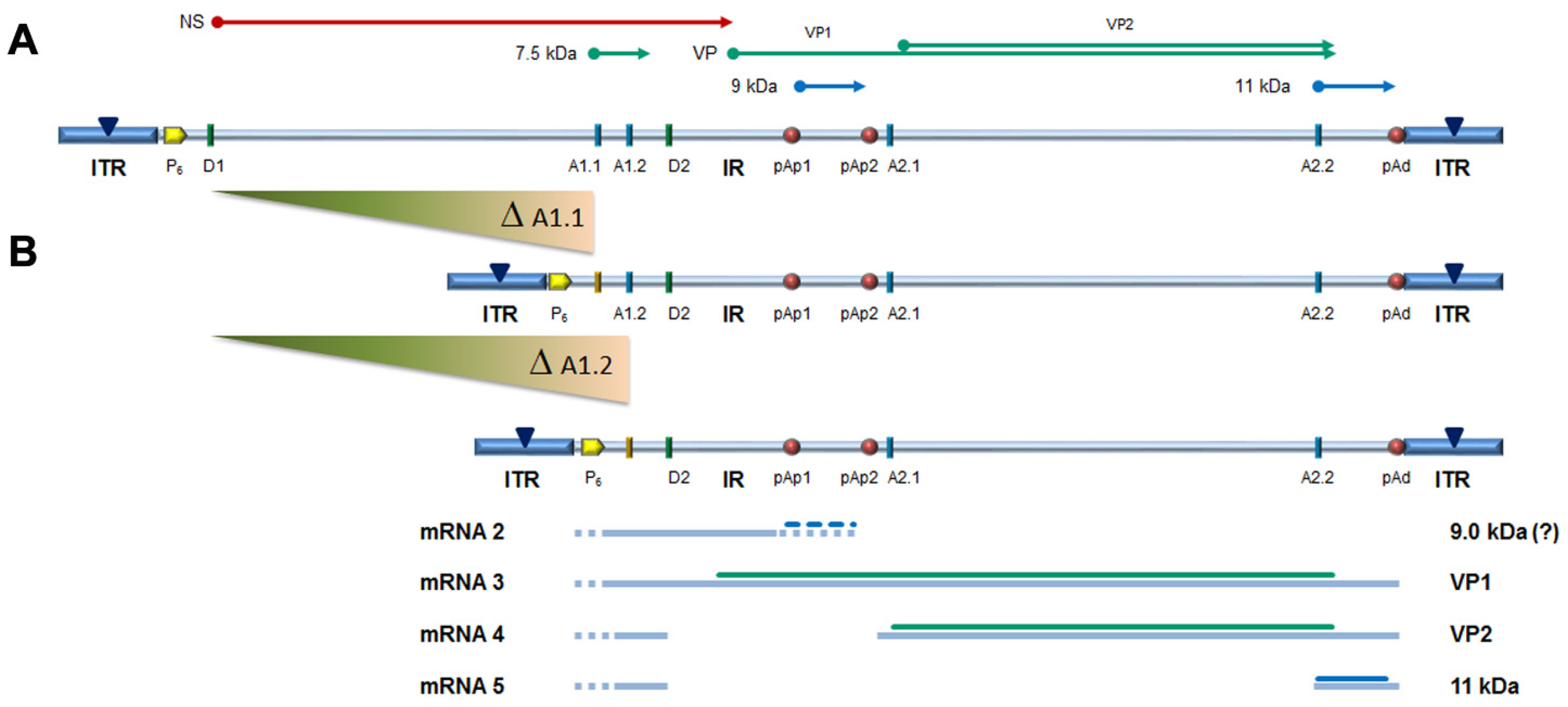 Viruses 14 00084 g006