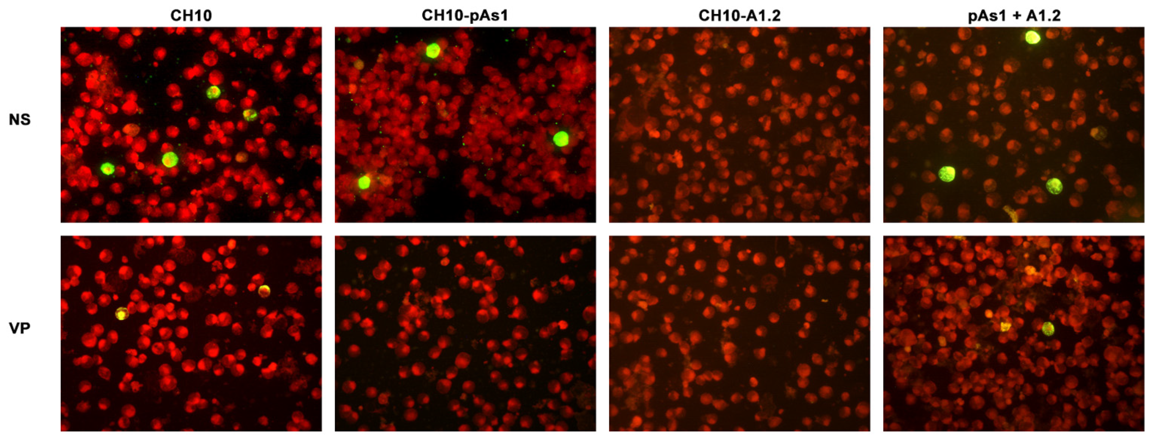 Viruses 14 00084 g008