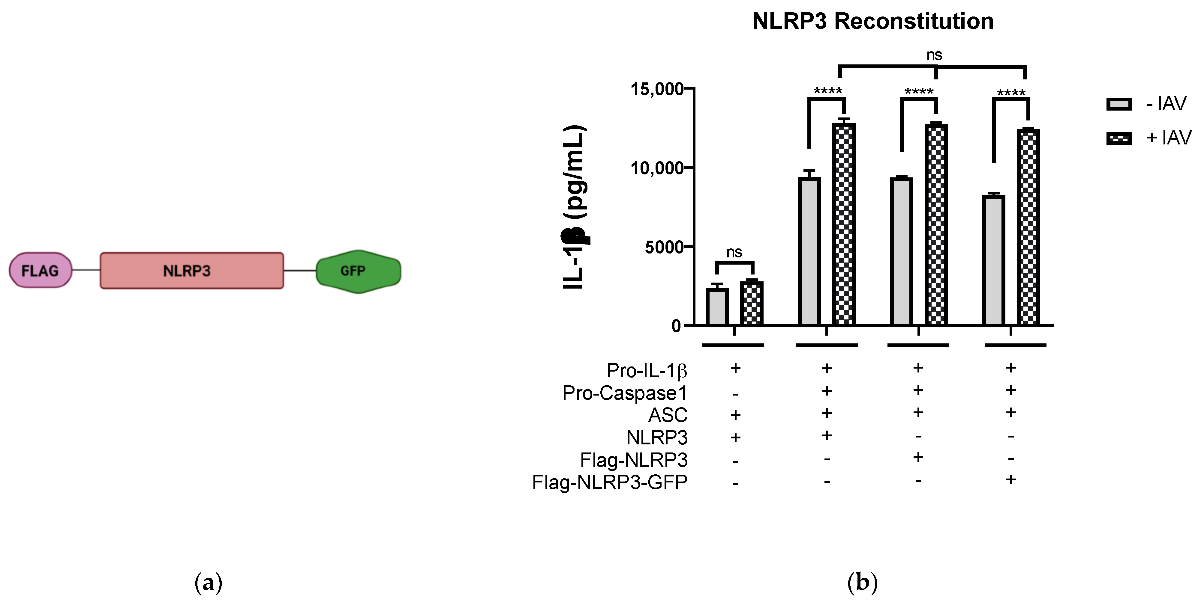 Viruses 14 00088 g001a
