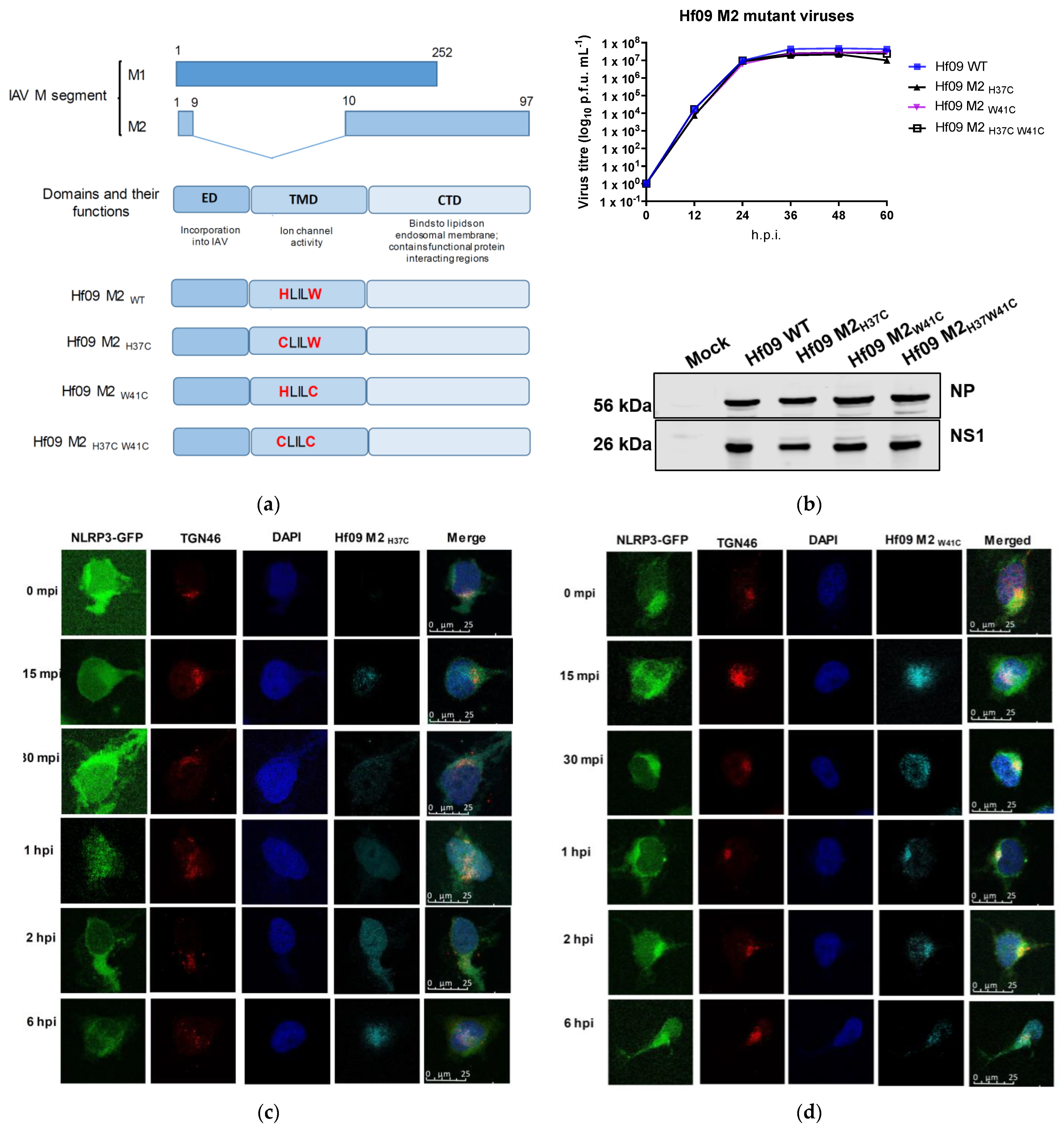 Viruses 14 00088 g004a
