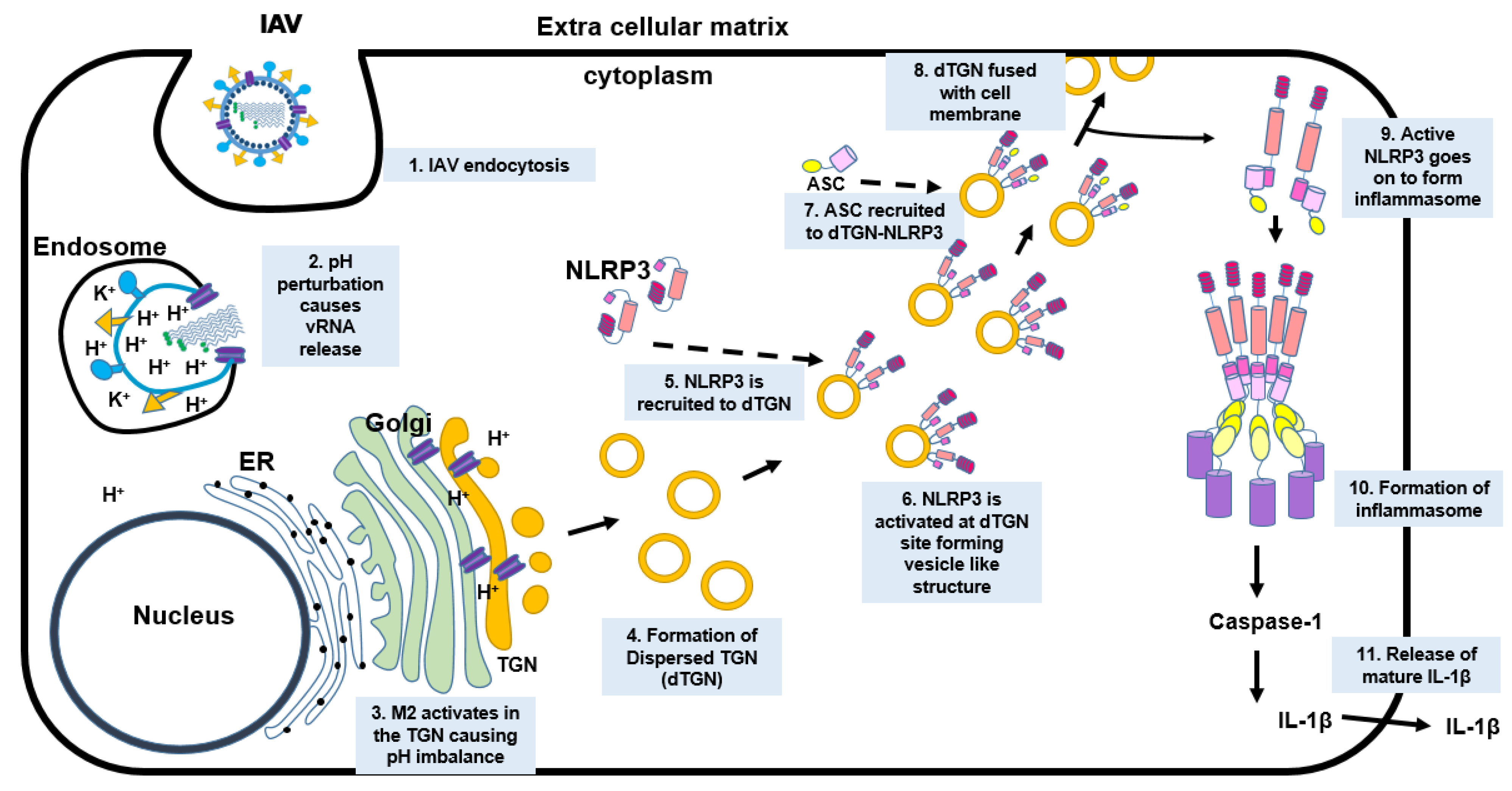 Viruses 14 00088 g008