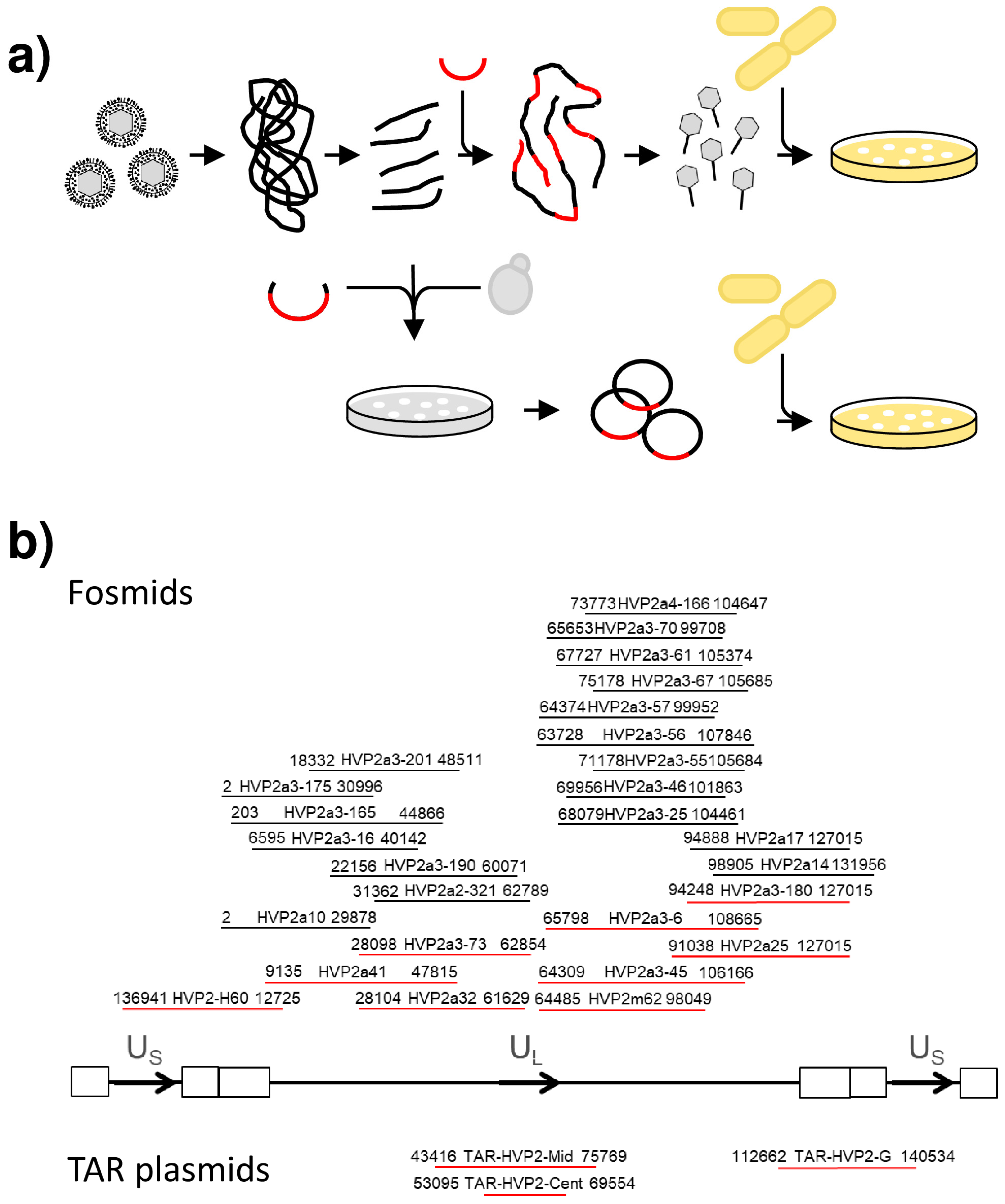 Viruses 14 00091 g001