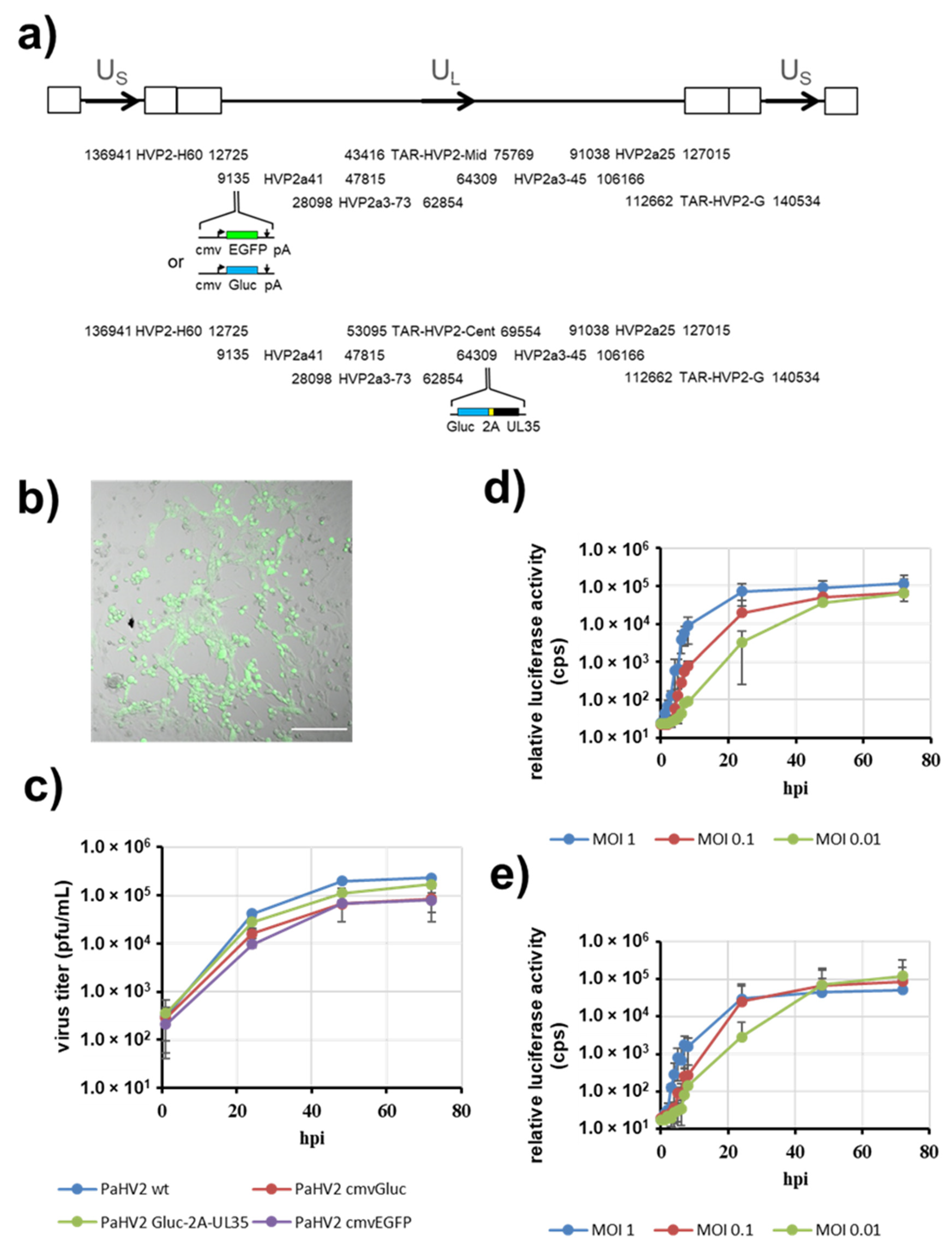 Viruses 14 00091 g003