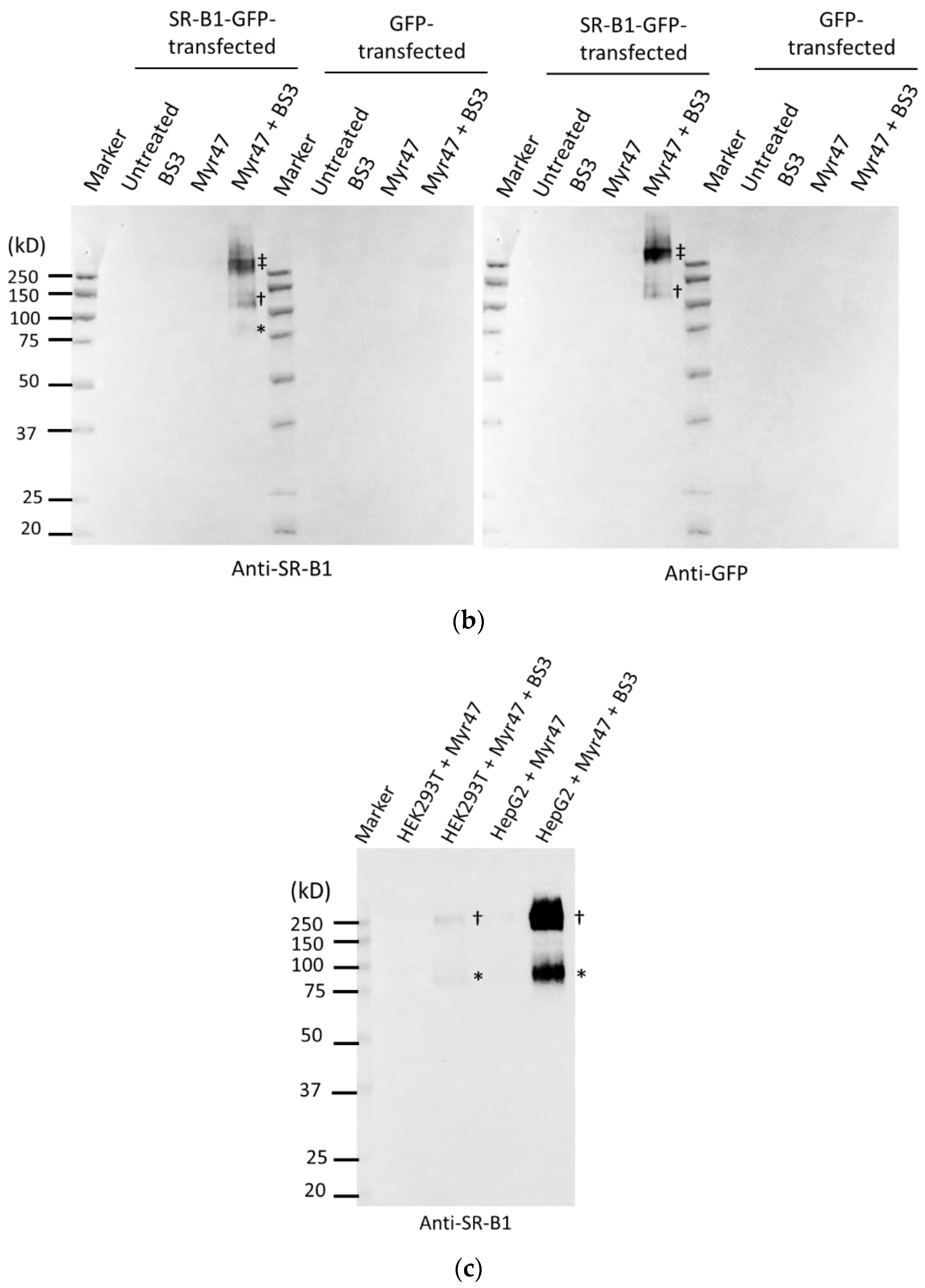 Viruses 14 00105 g005b Viruses 14 00105 g005b