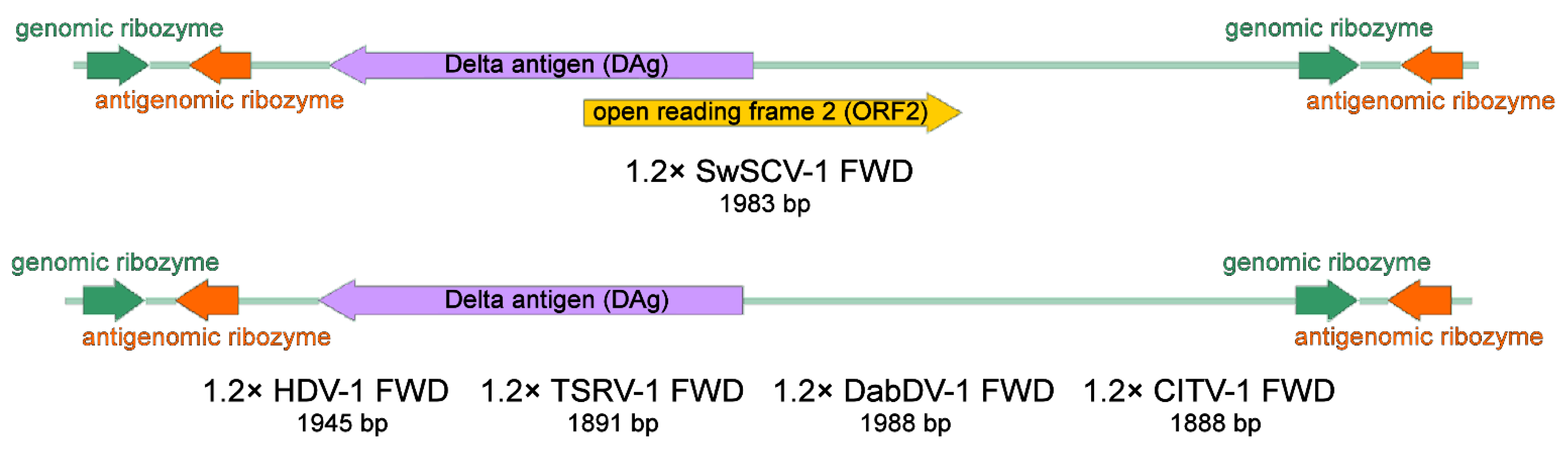 Viruses 14 00107 g001