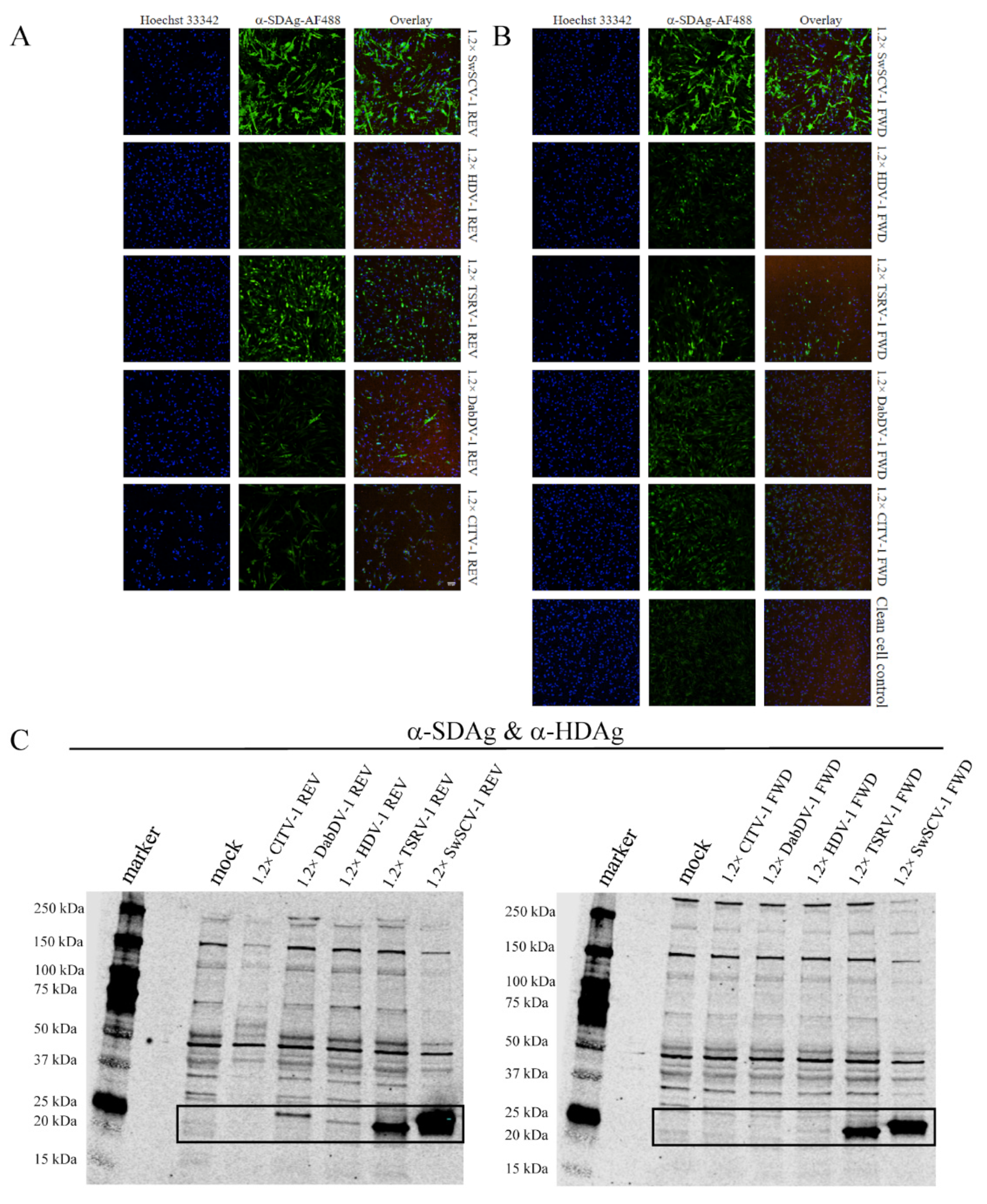 Viruses 14 00107 g002