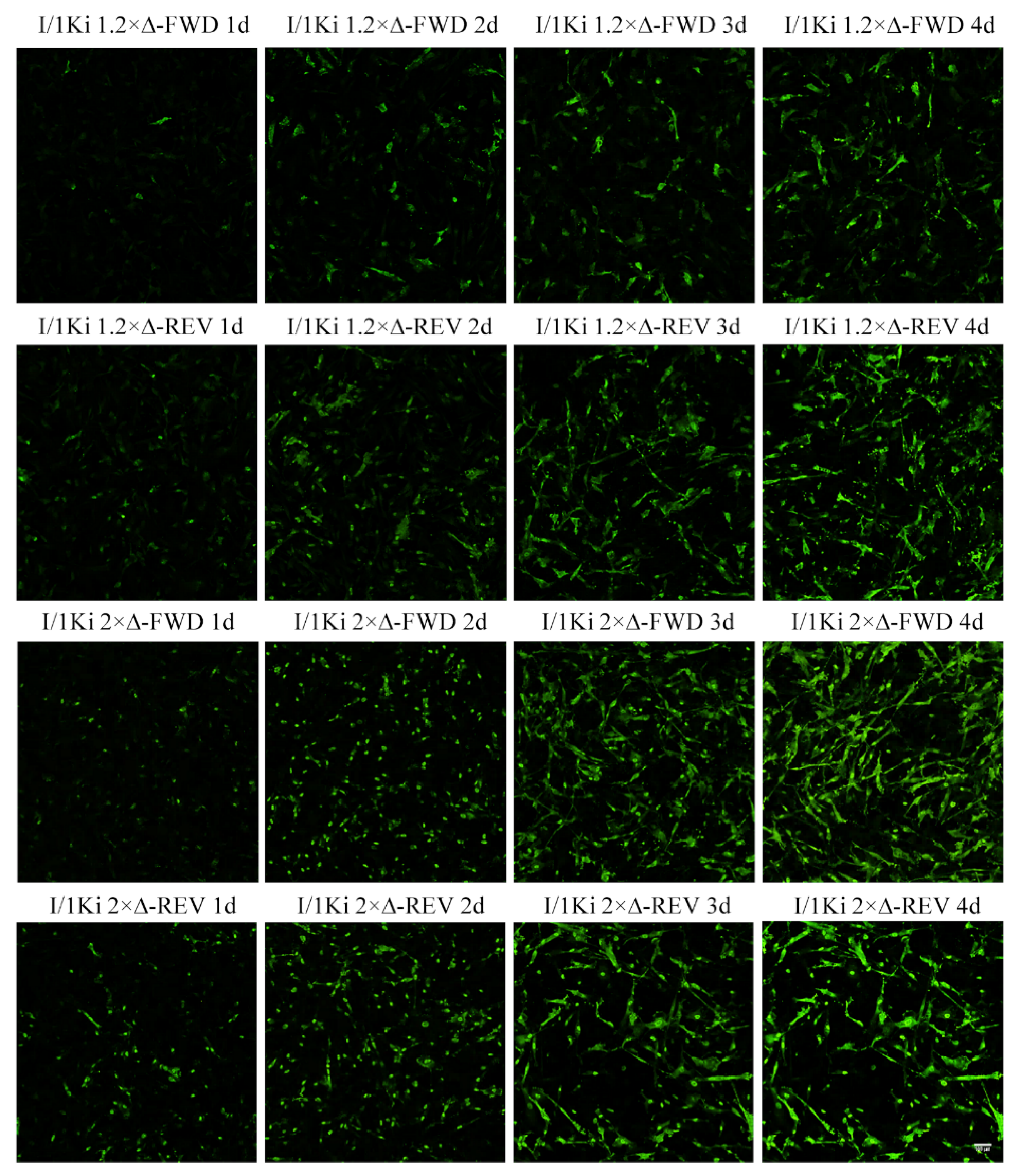 Viruses 14 00107 g003