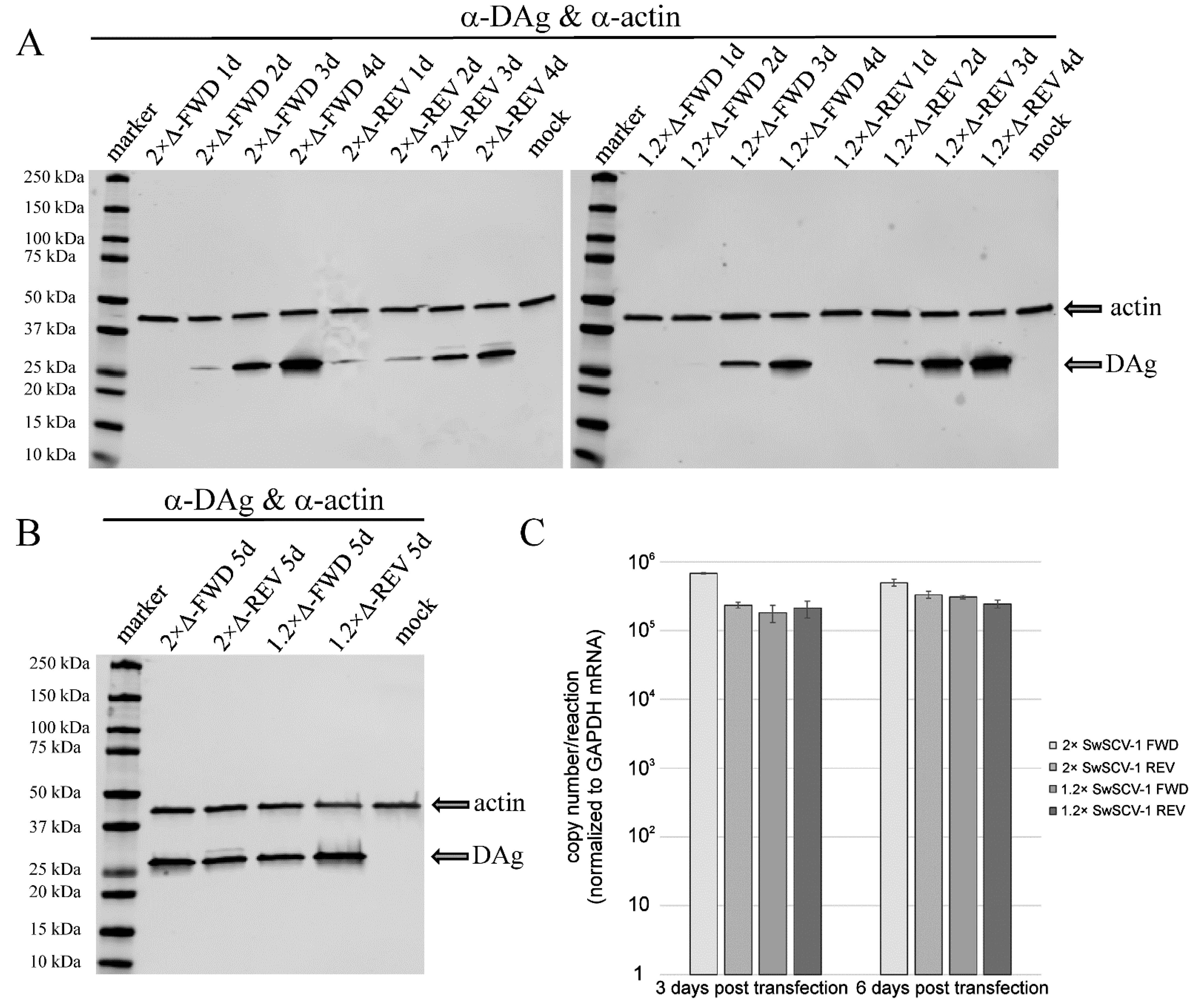 Viruses 14 00107 g004