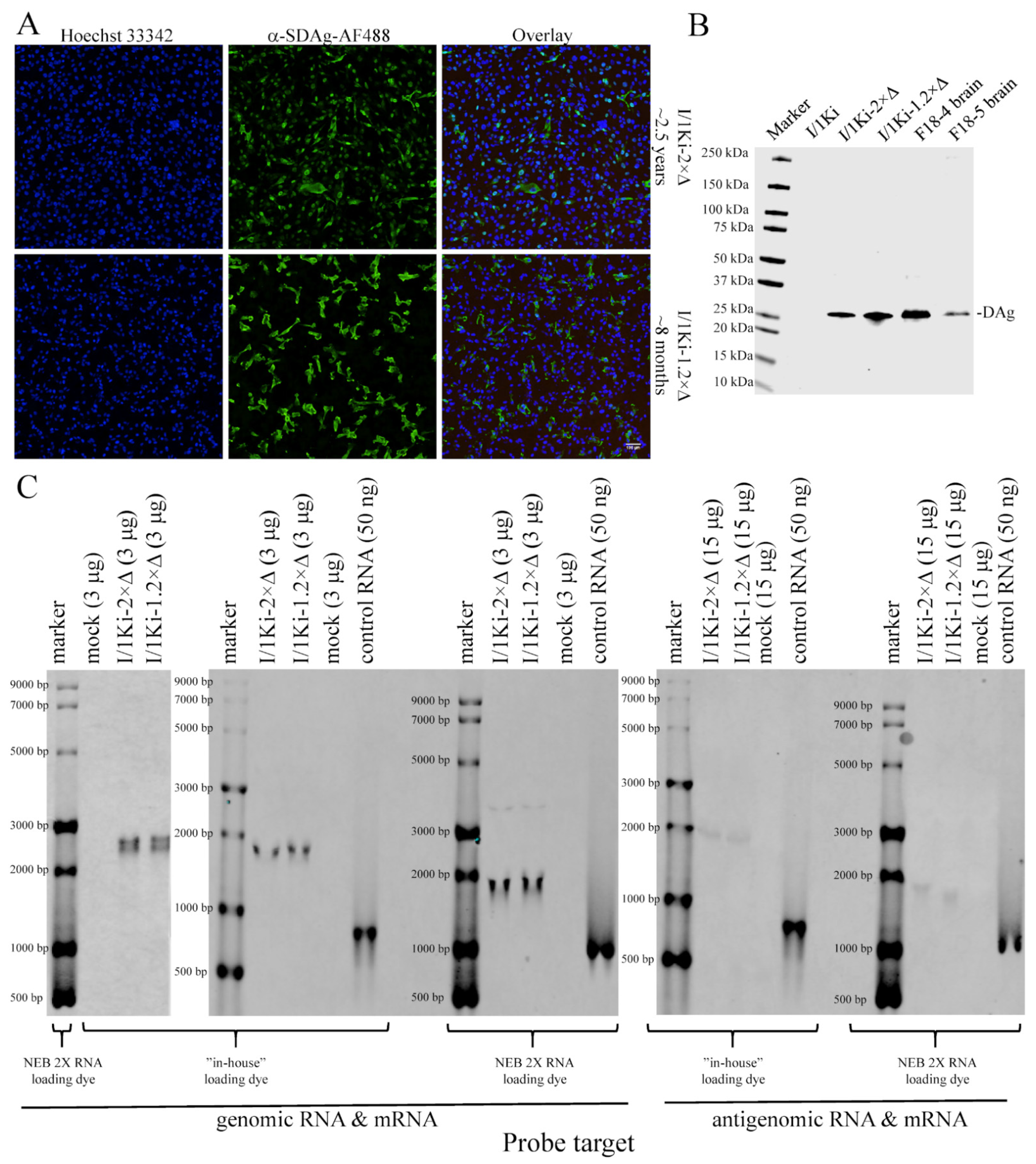 Viruses 14 00107 g006