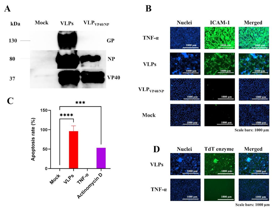 Viruses 14 00142 g001a