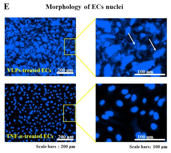 Viruses 14 00142 g001b