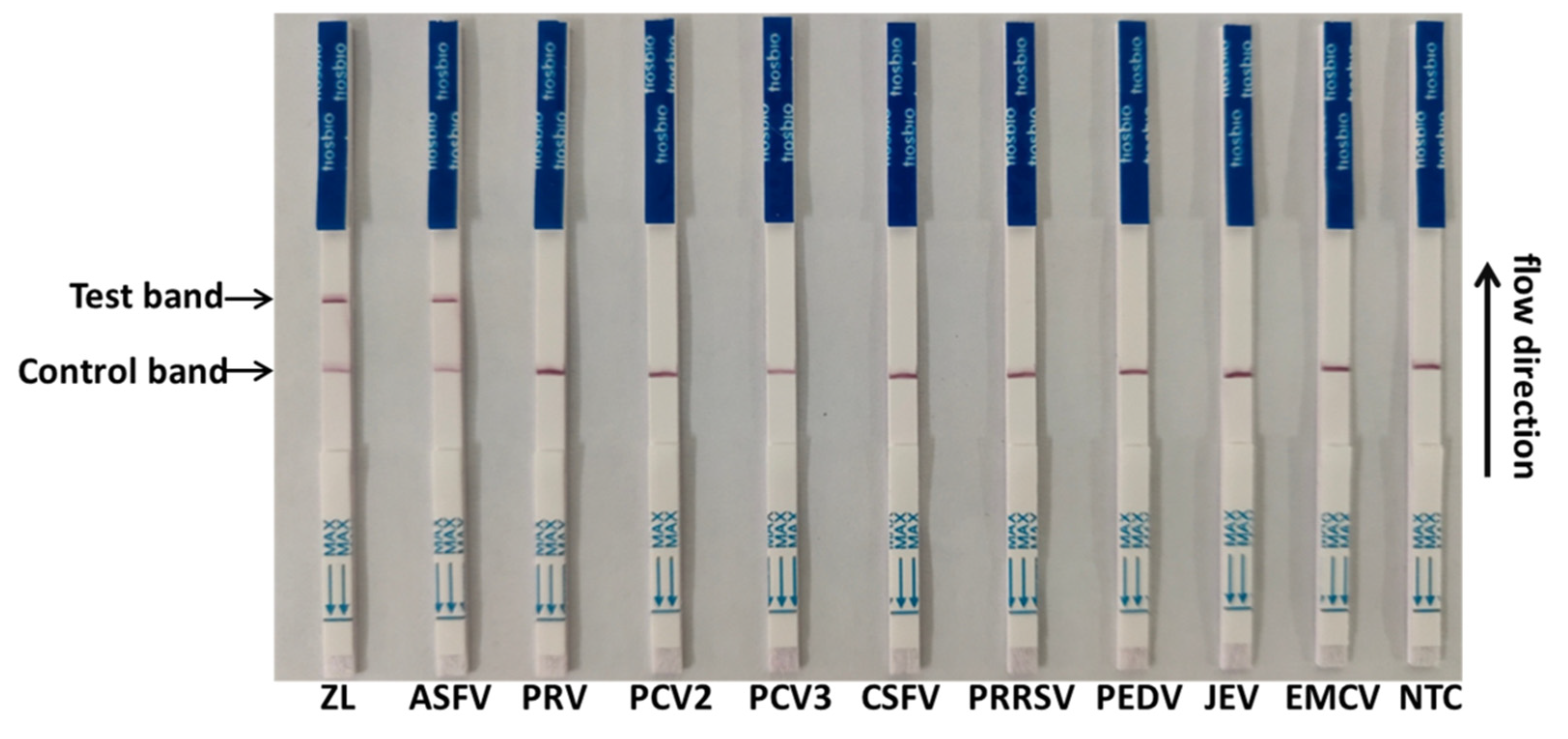 Viruses 14 00179 g004