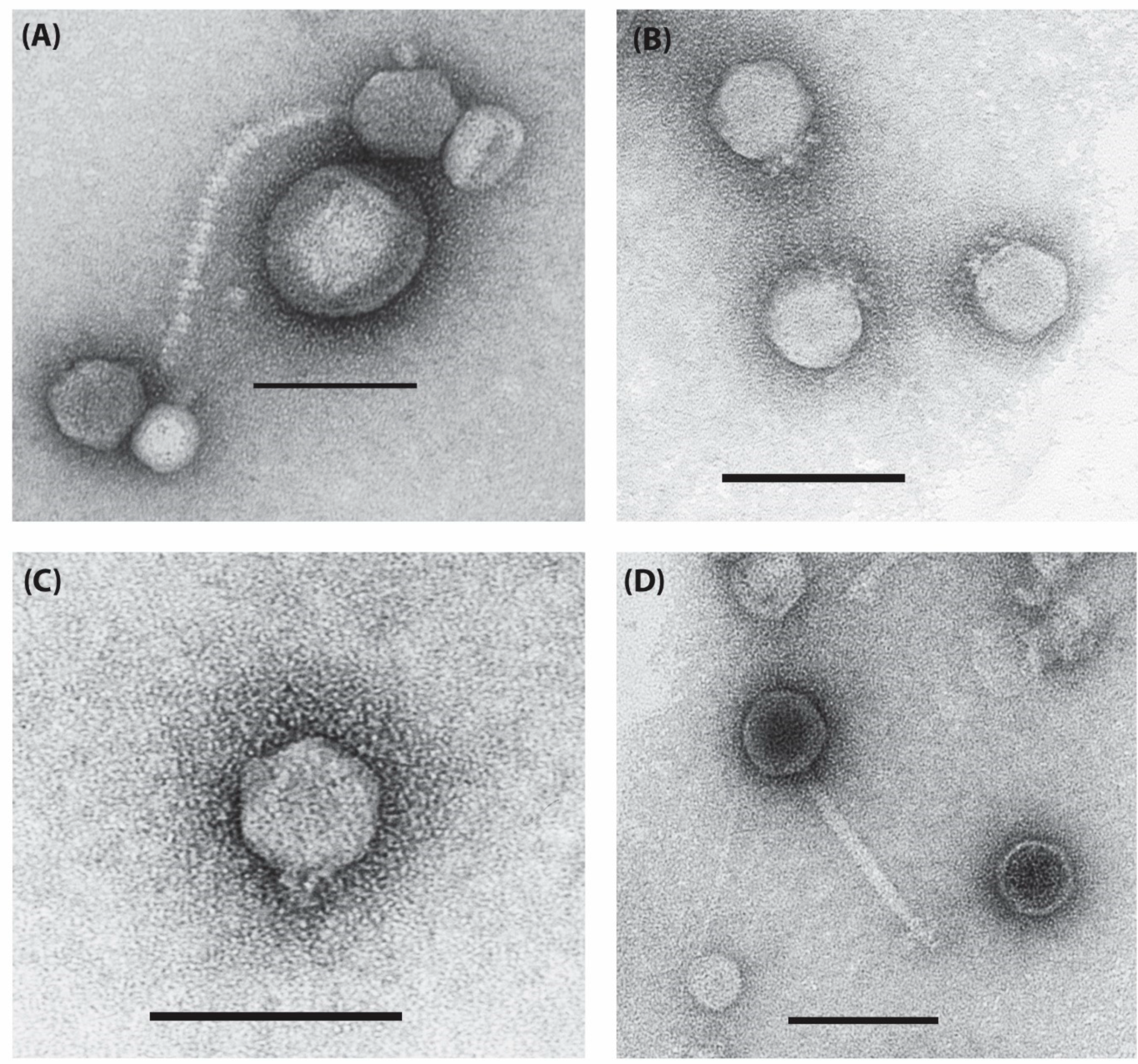 Viruses 14 00181 g009