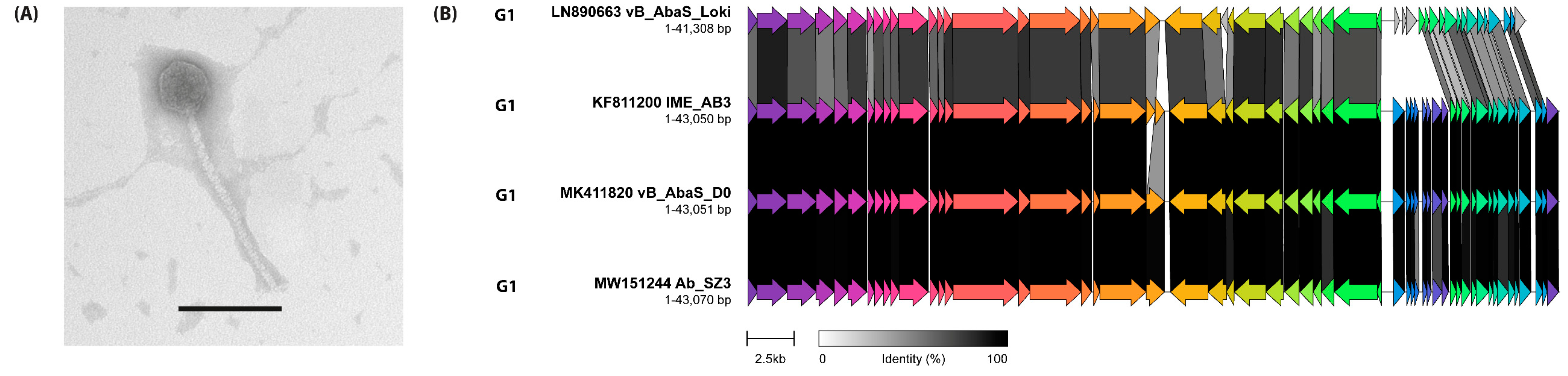 Viruses 14 00181 g010