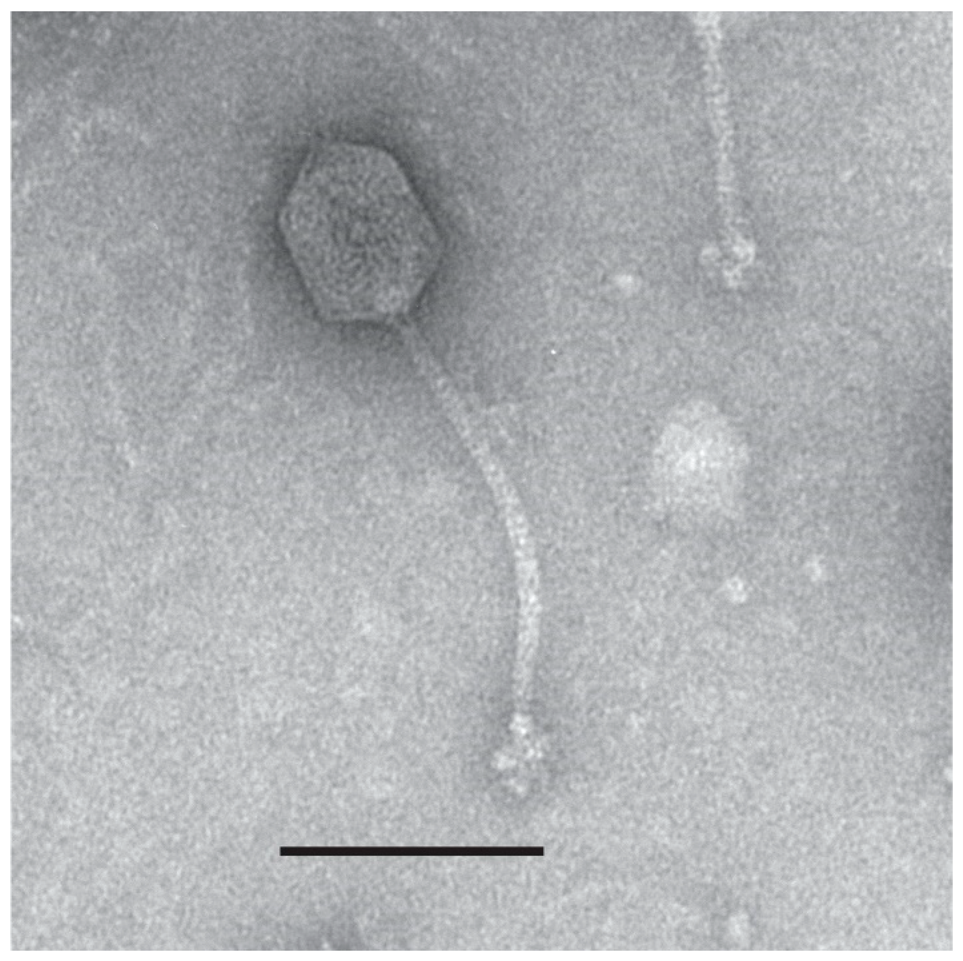 Viruses 14 00181 g014
