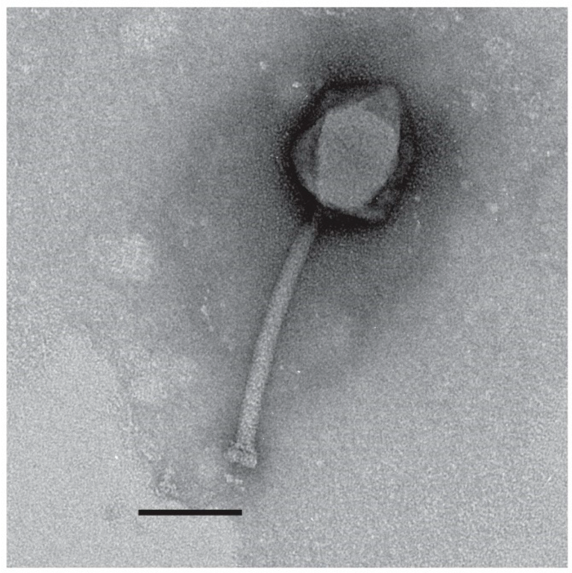 Viruses 14 00181 g015