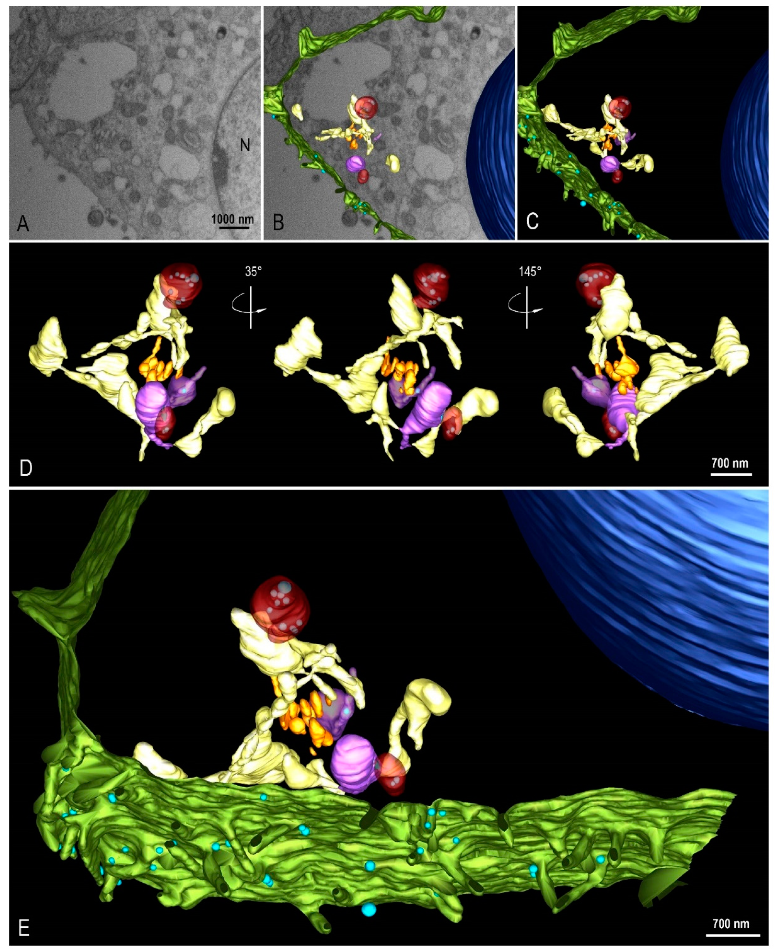 Viruses 14 00201 g008