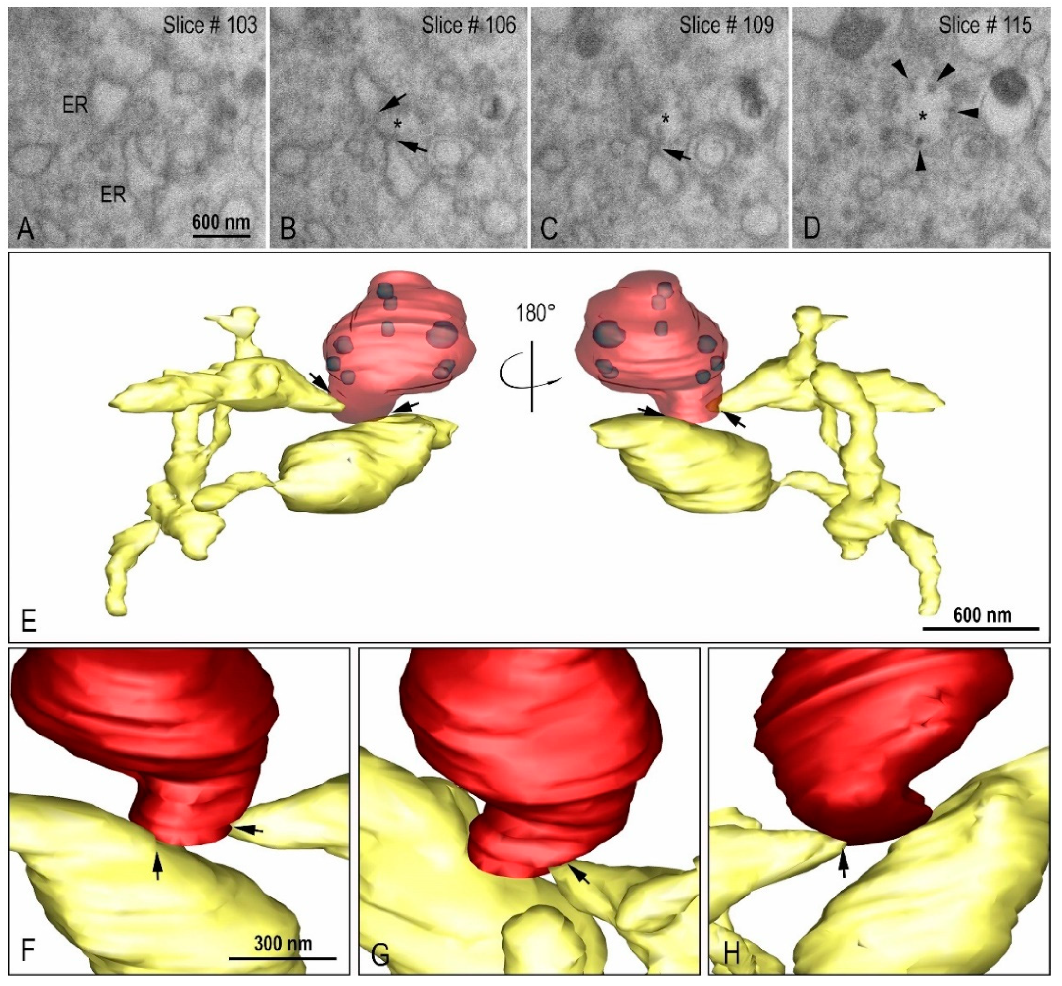 Viruses 14 00201 g009