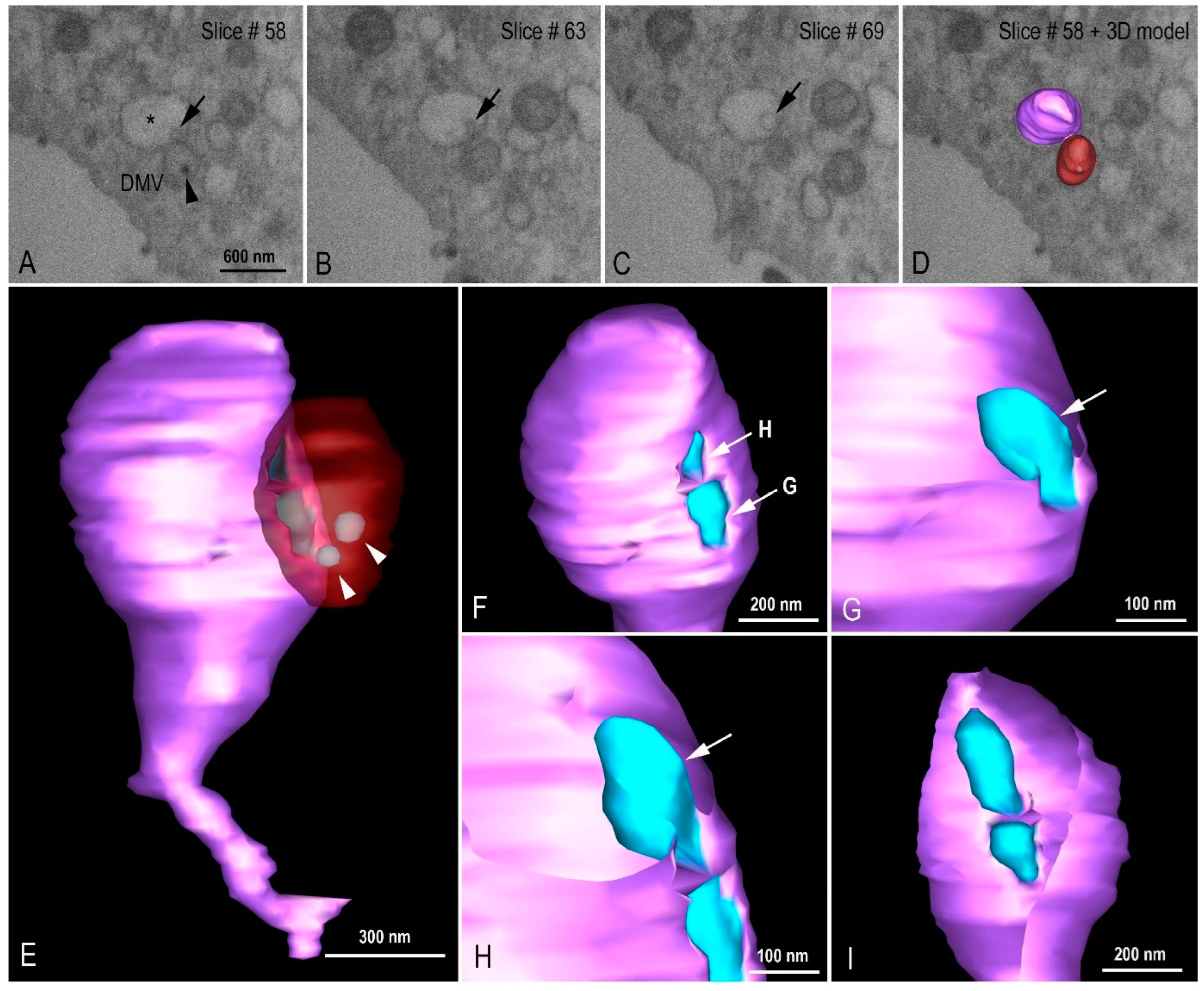 Viruses 14 00201 g010