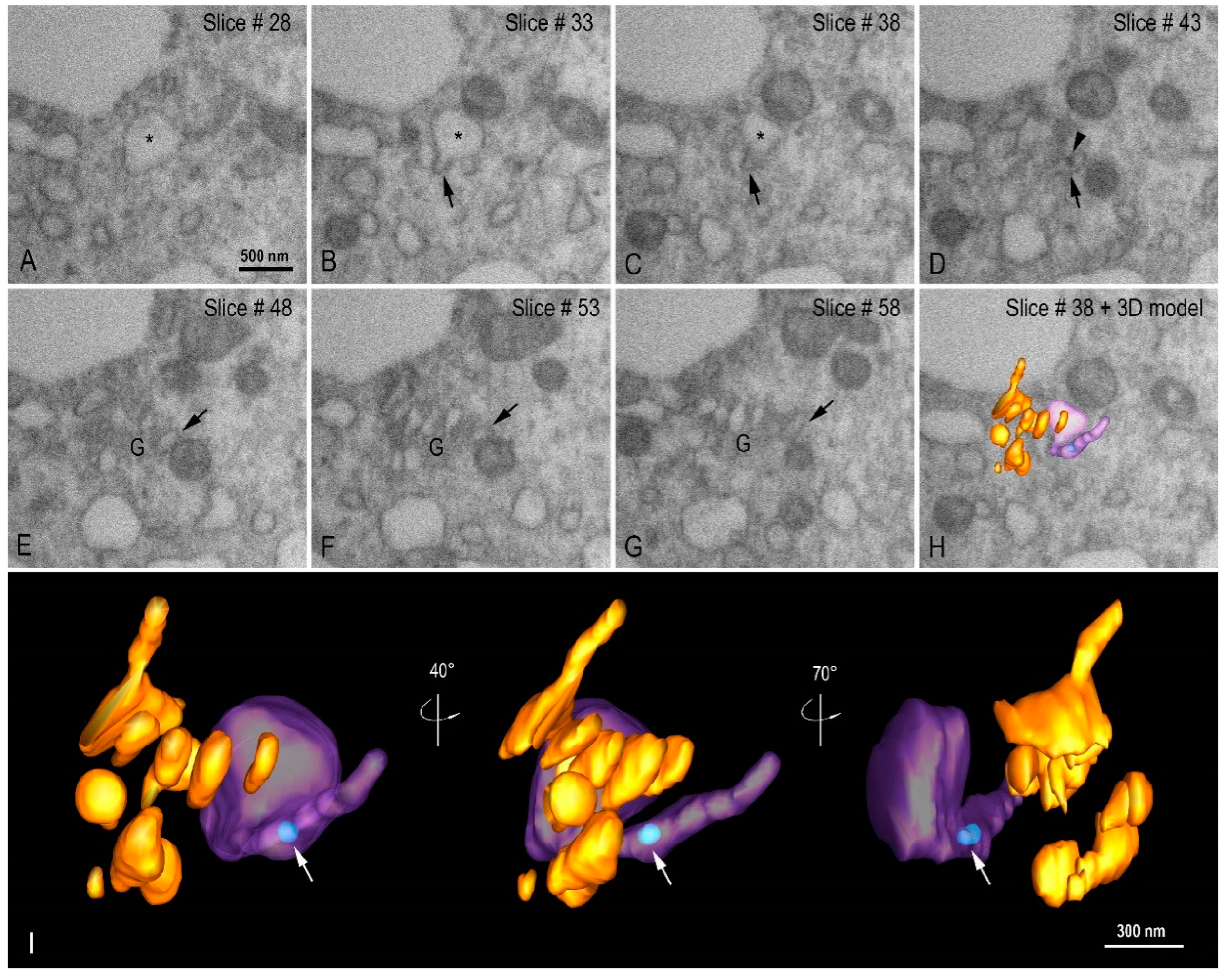 Viruses 14 00201 g011