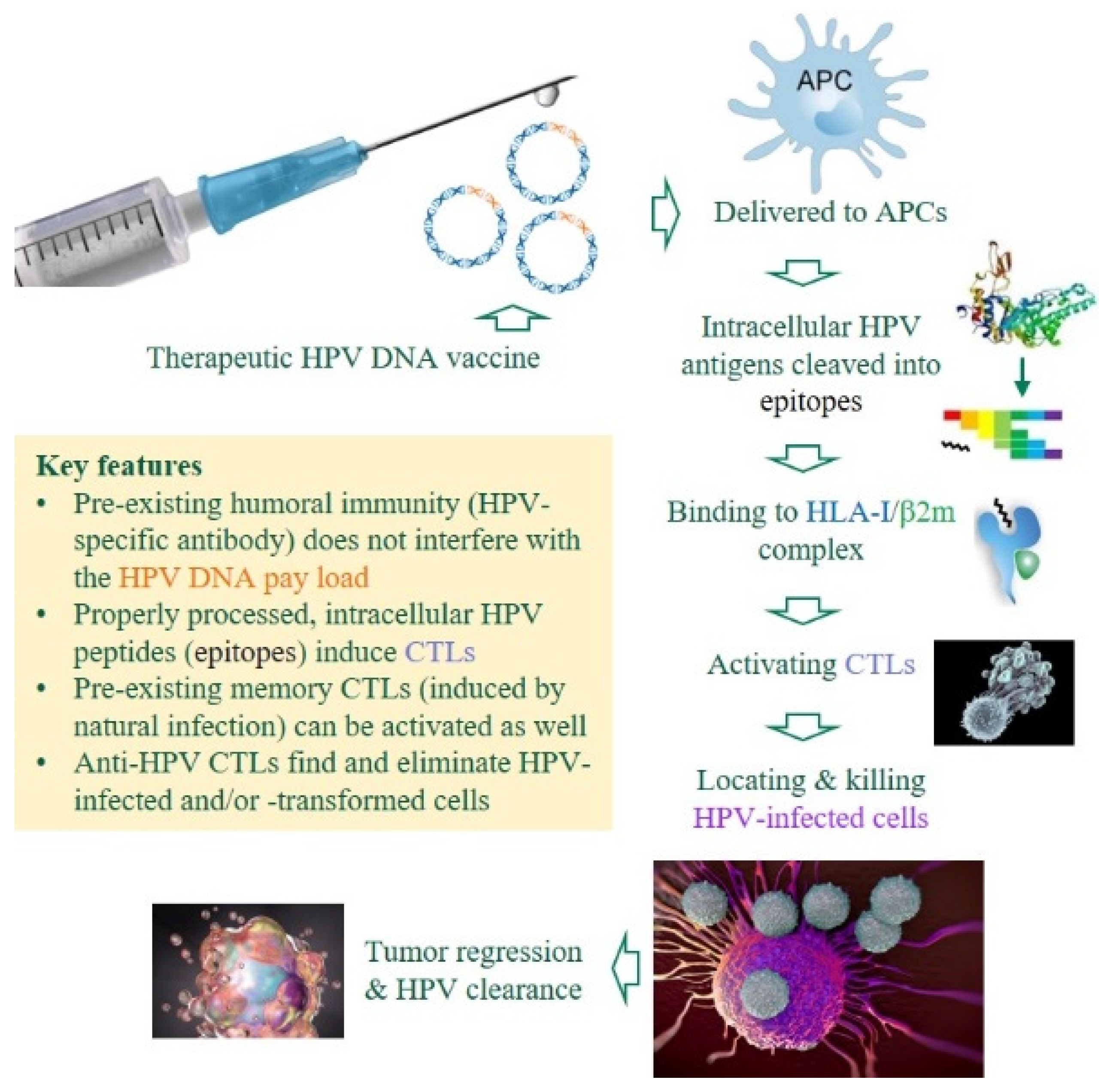 Viruses 14 00239 g002