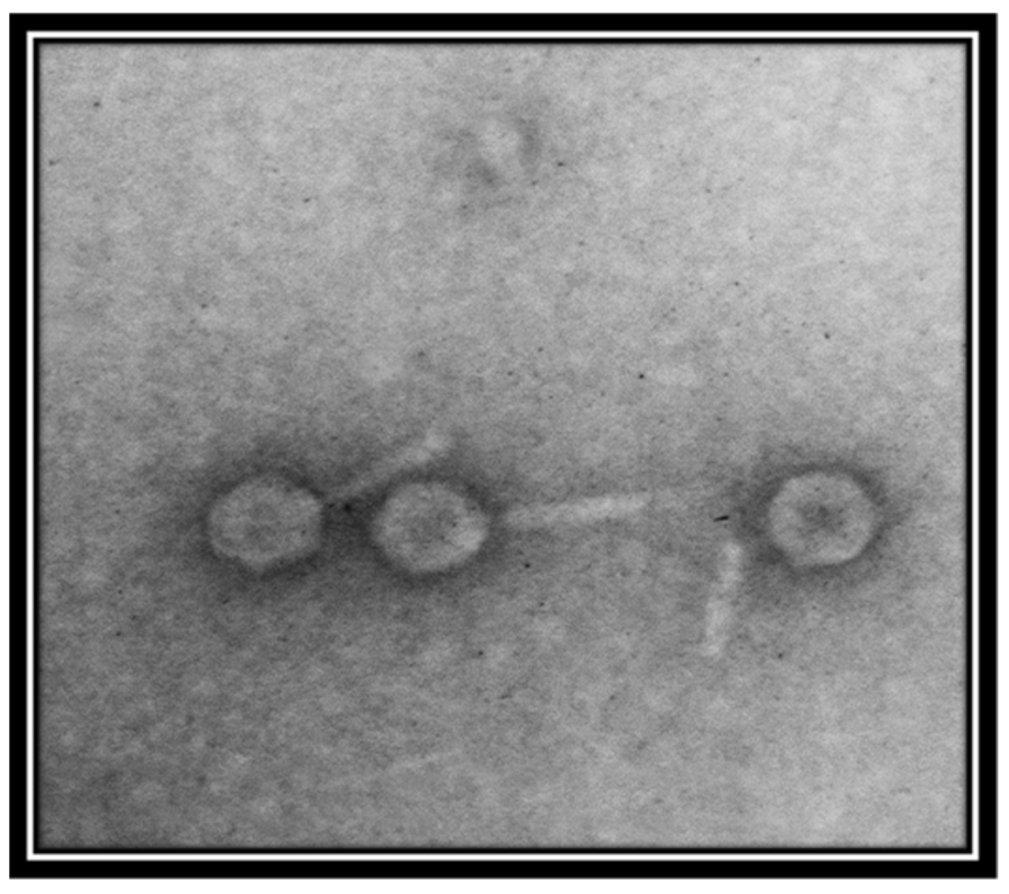 Viruses 14 00241 g002