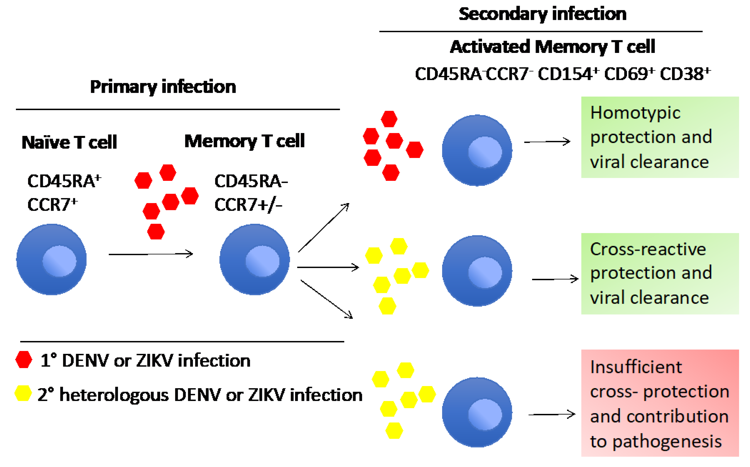 Viruses 14 00242 g004 Viruses 14 00242 g004