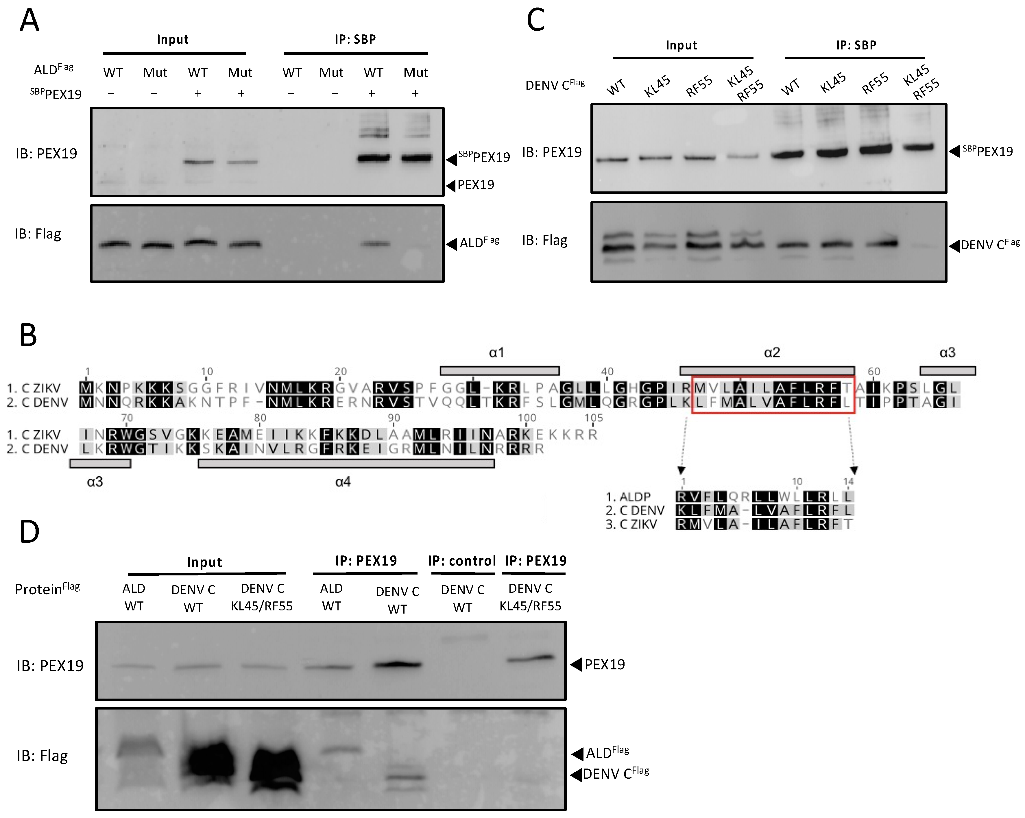 Viruses 14 00253 g002
