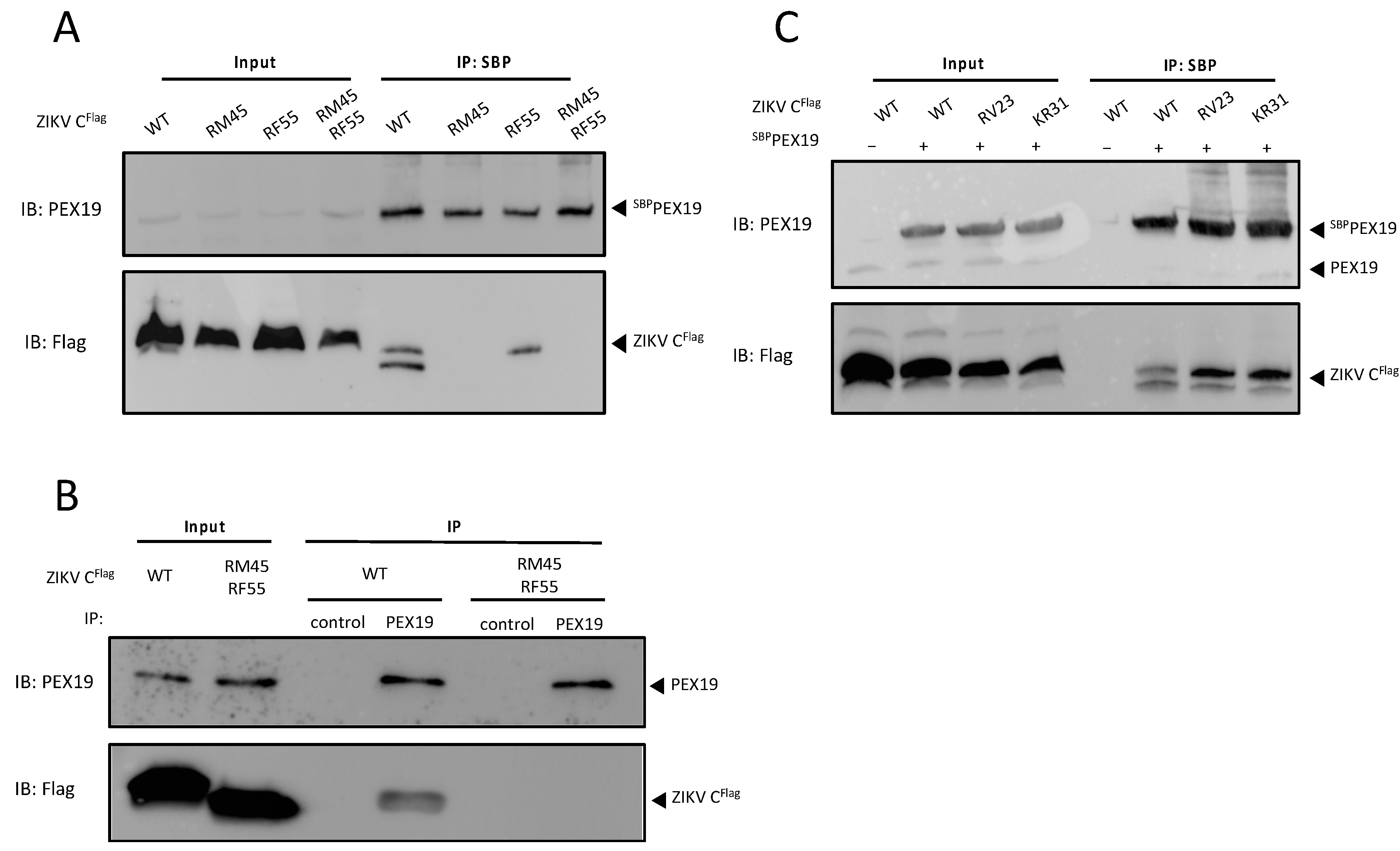 Viruses 14 00253 g003