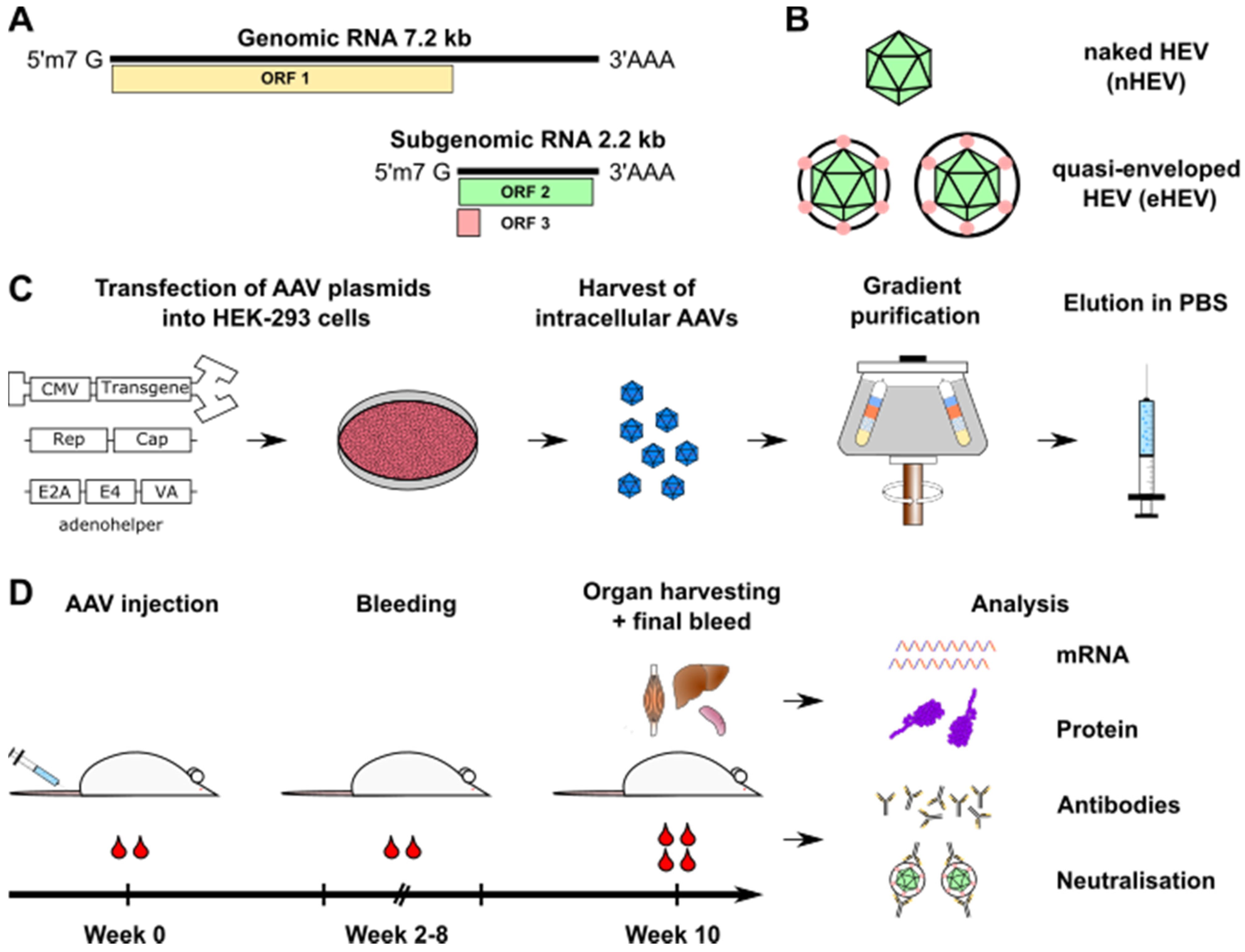 Viruses 14 00266 g001