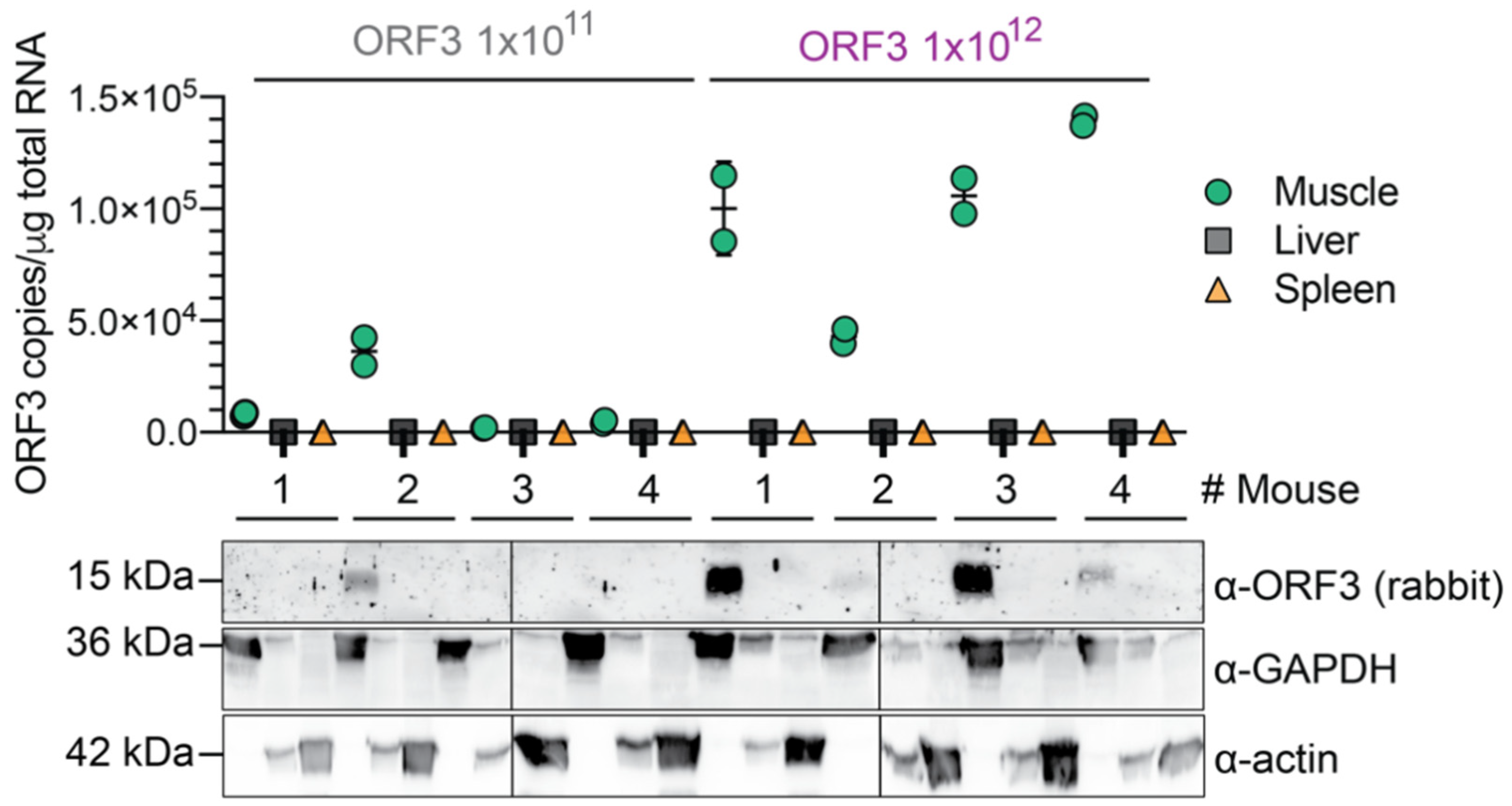 Viruses 14 00266 g002
