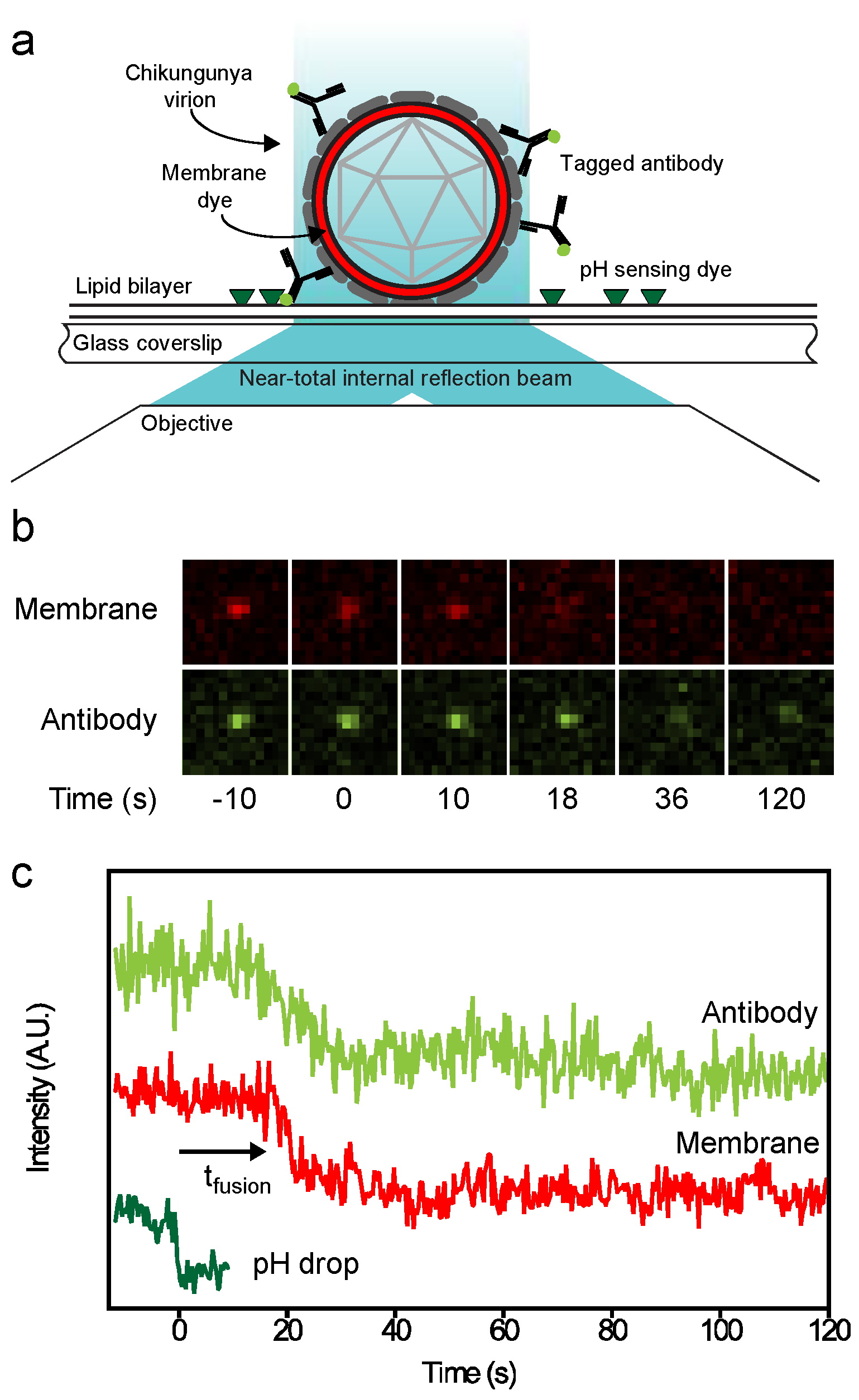 Viruses 14 00270 g003
