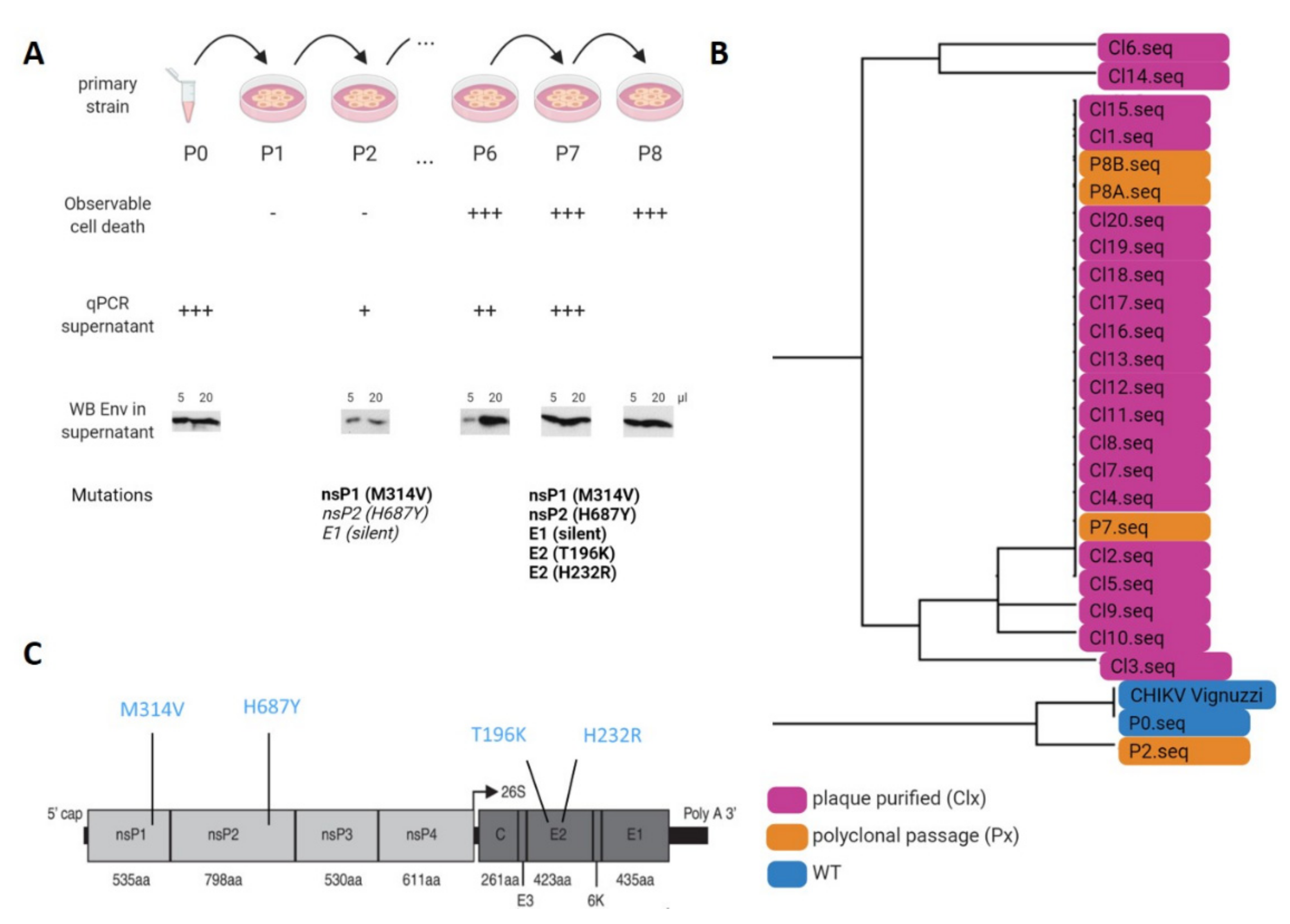 Viruses 14 00282 g002