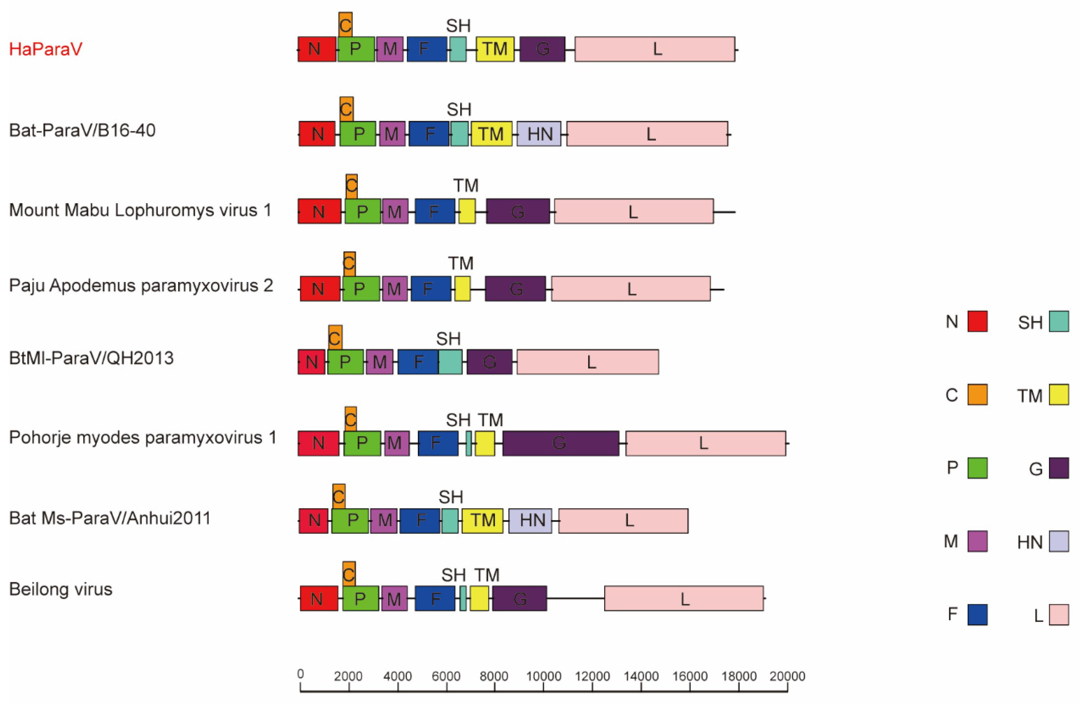 Viruses 14 00288 g002