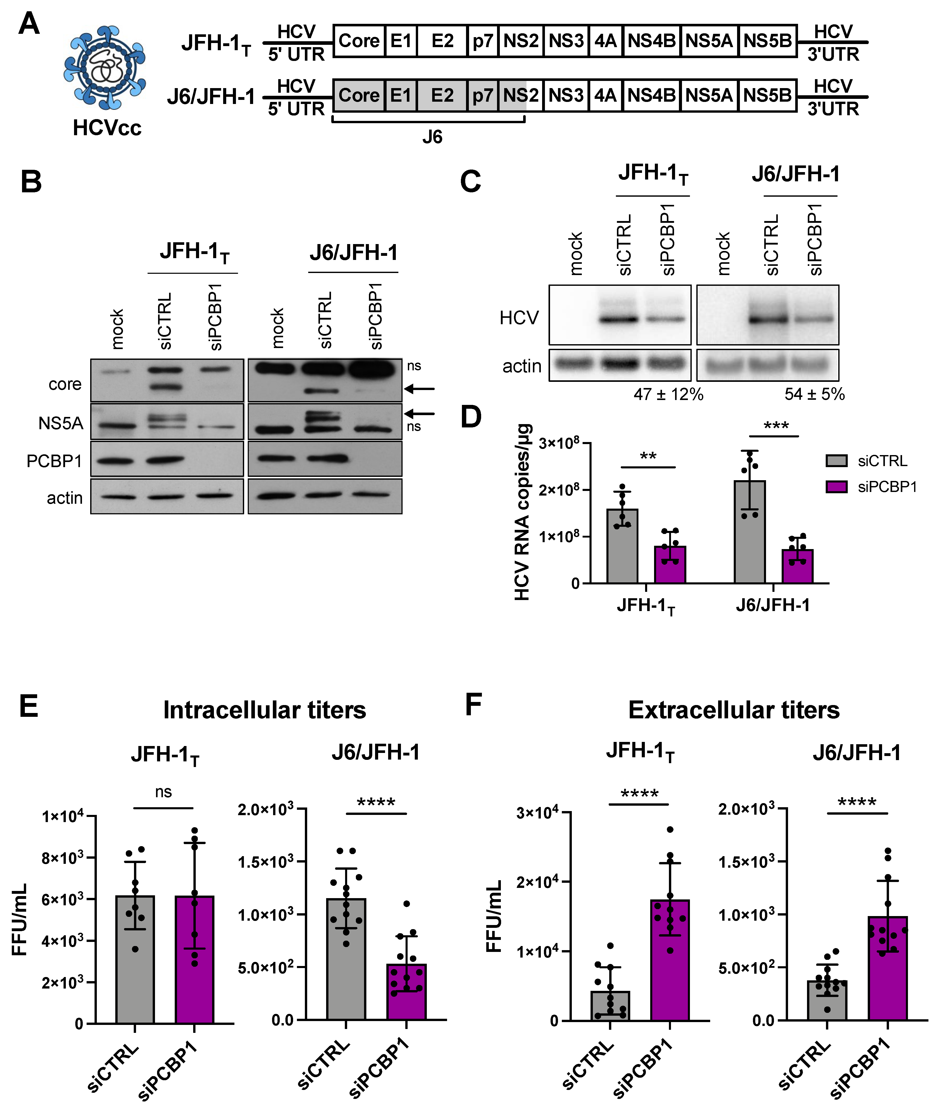 Viruses 14 00291 g001