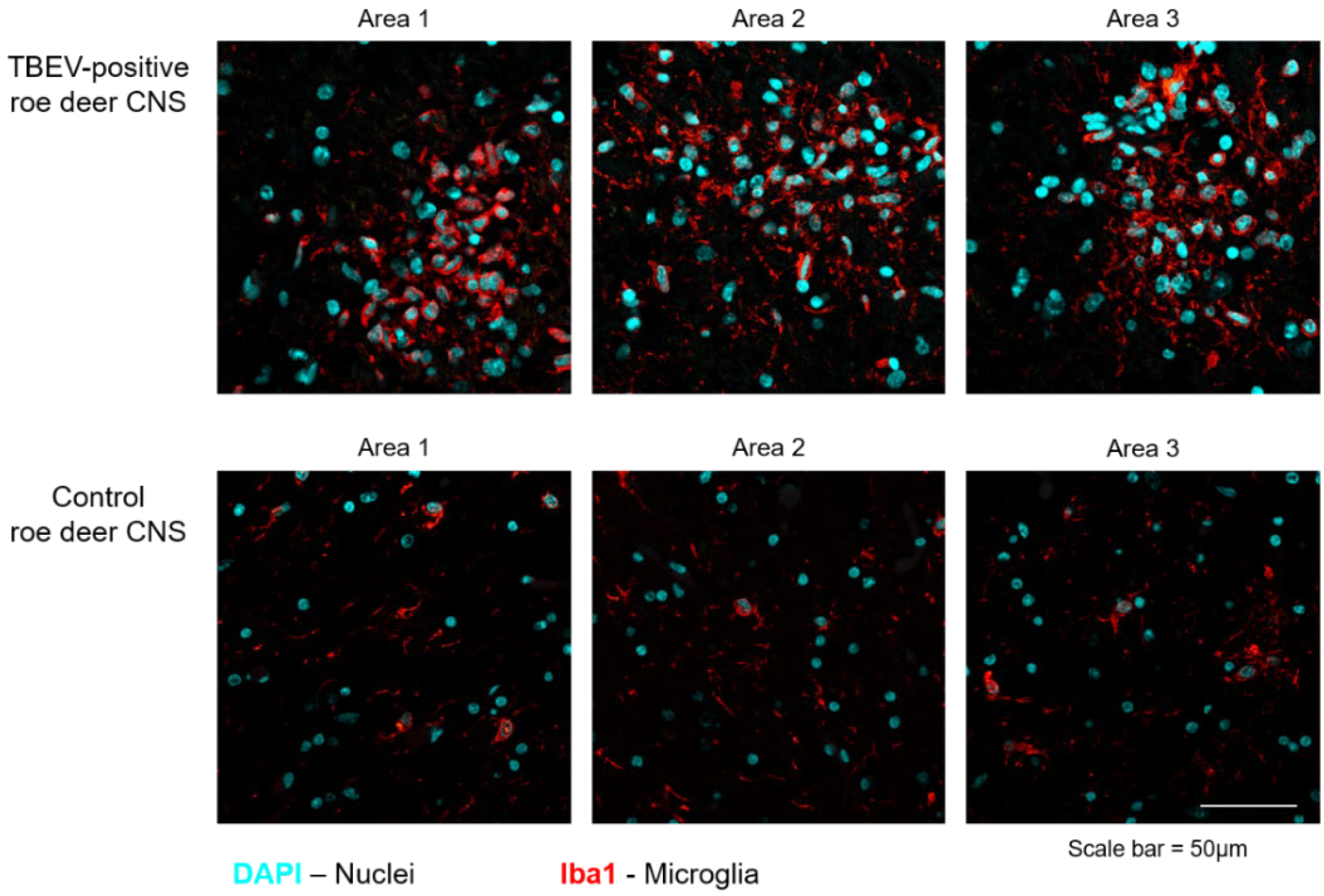 Viruses 14 00300 g003