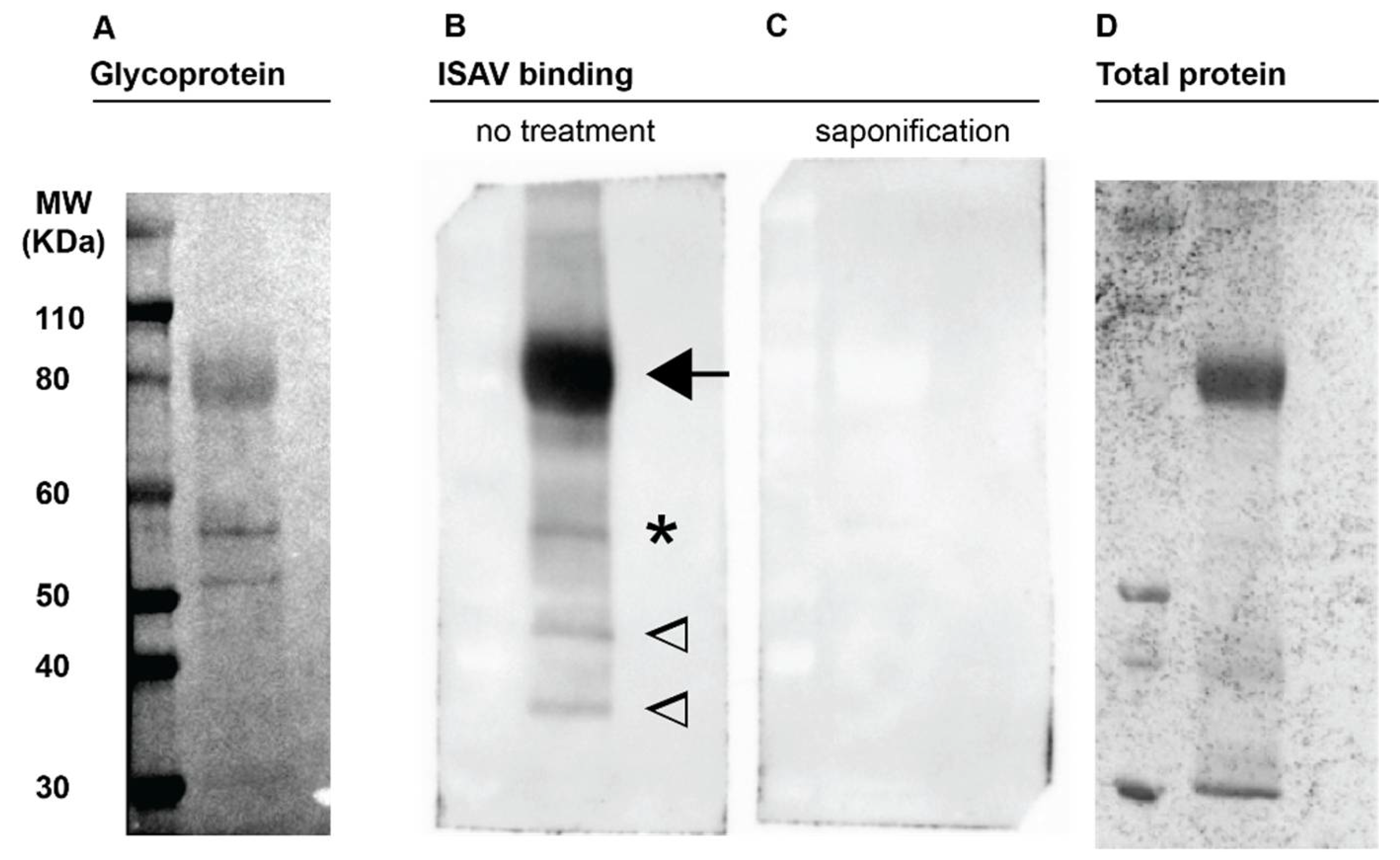 Viruses 14 00310 g001