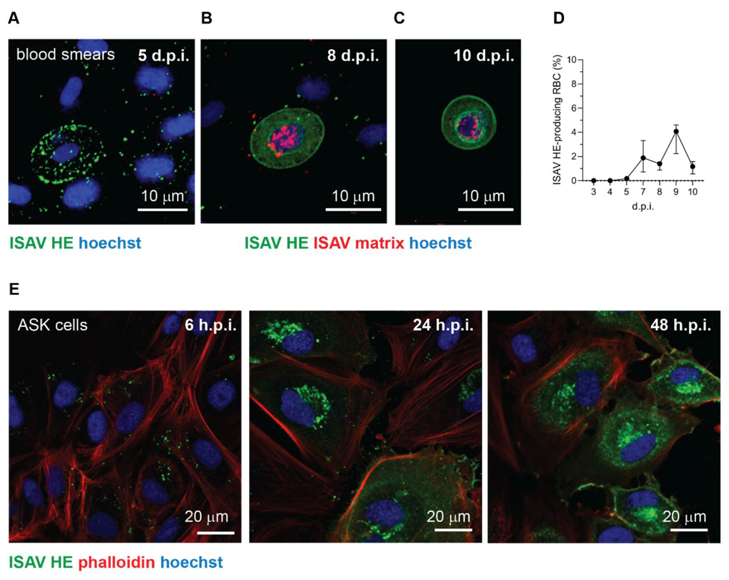 Viruses 14 00310 g005
